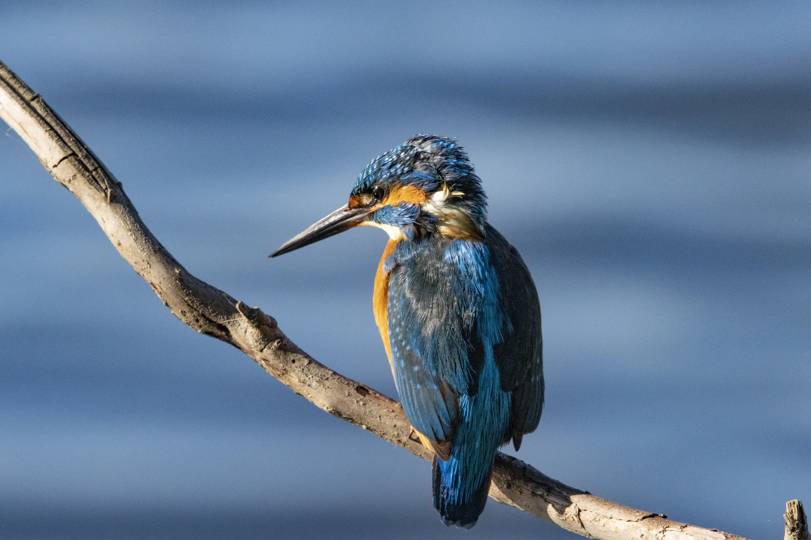 Colourful Birds