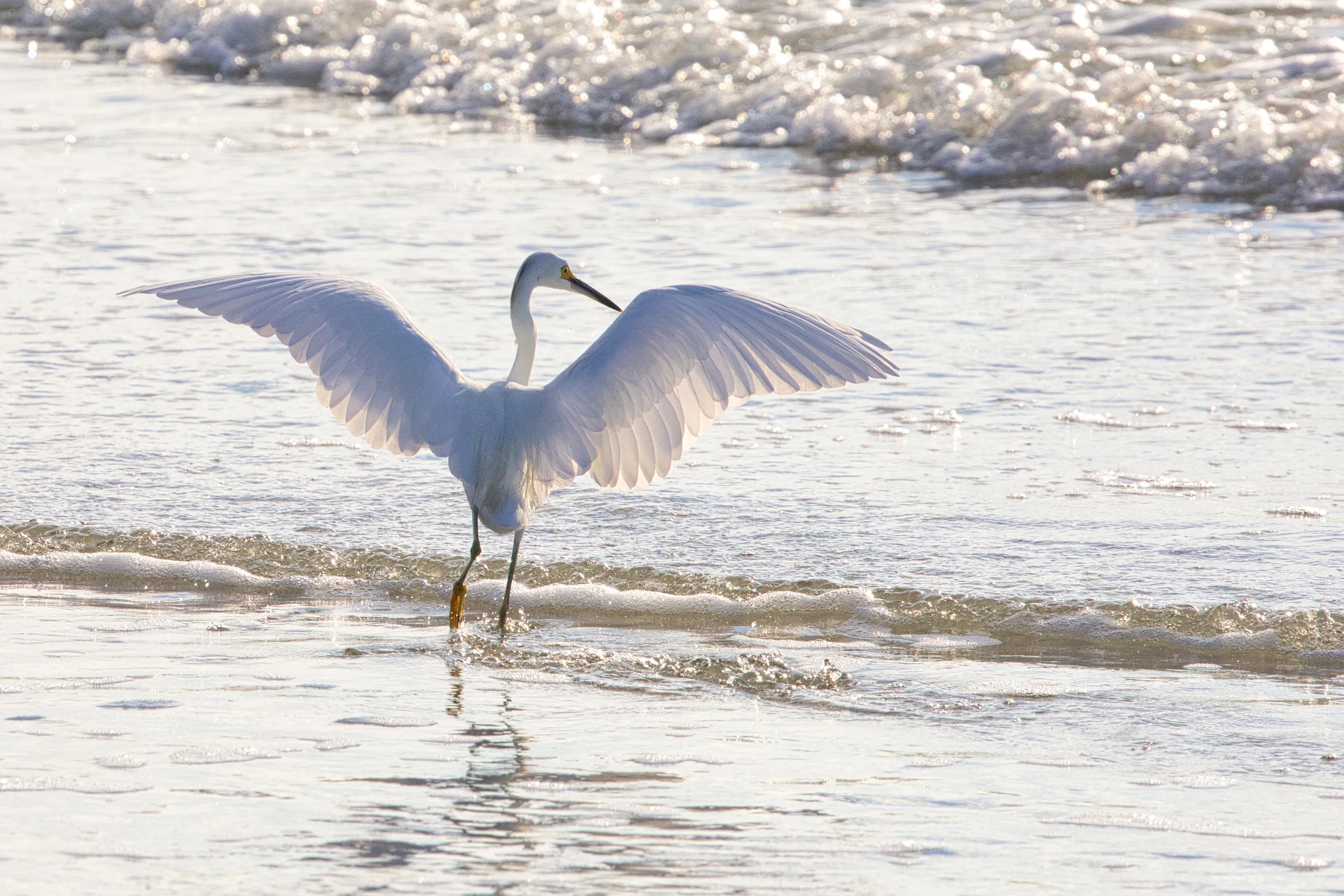 Wading Birds (in colour)
