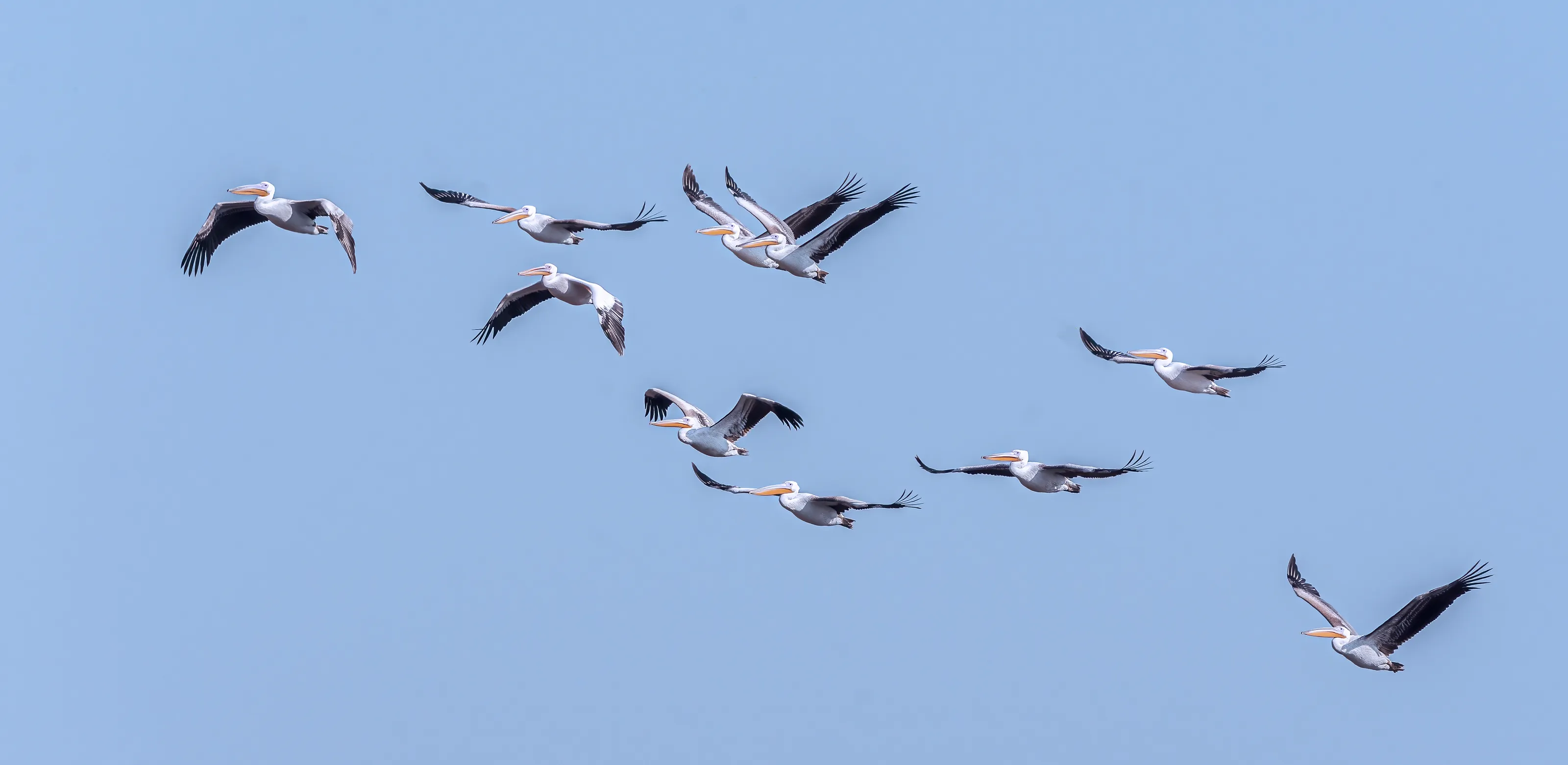 Pelicans