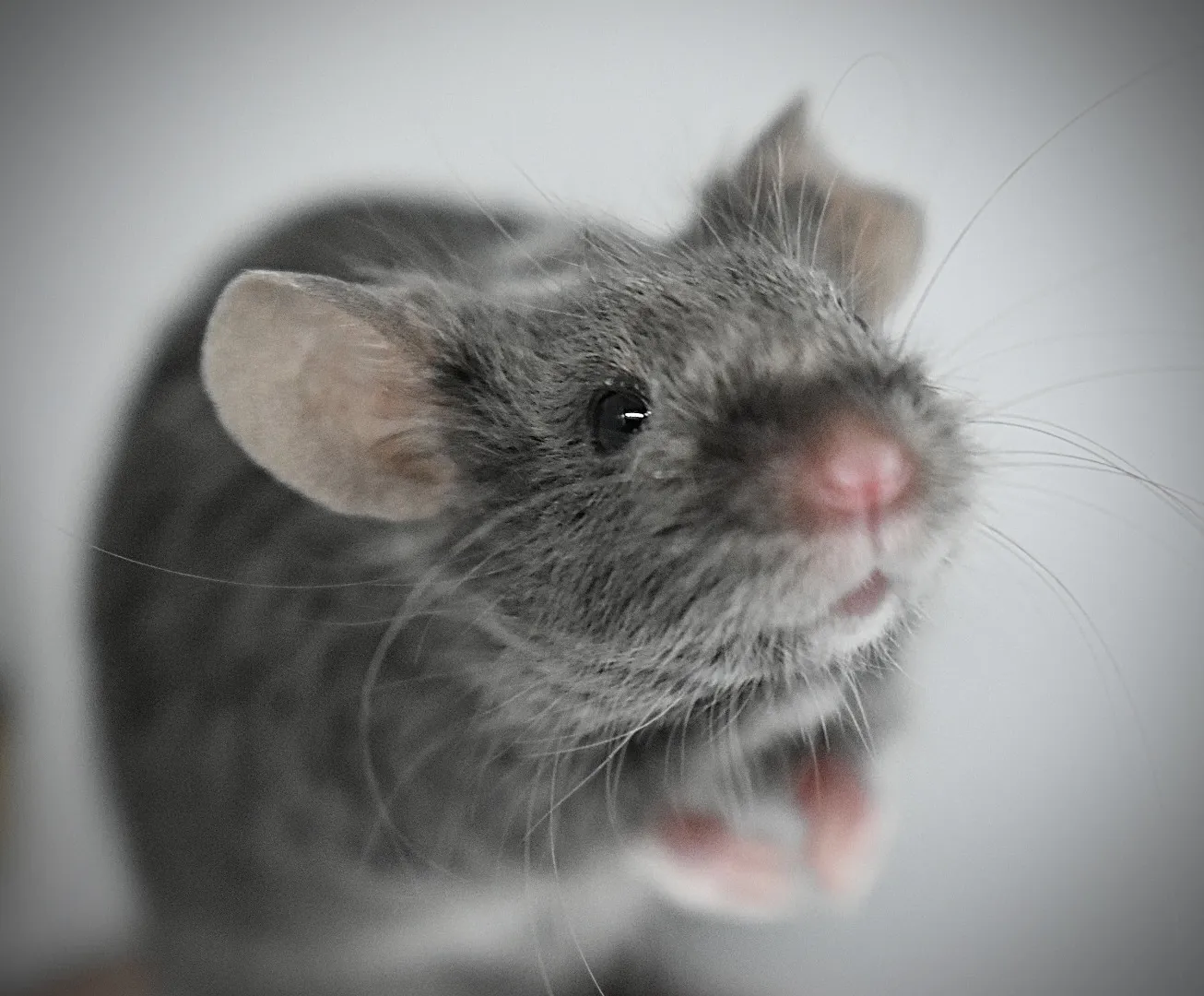 Mice