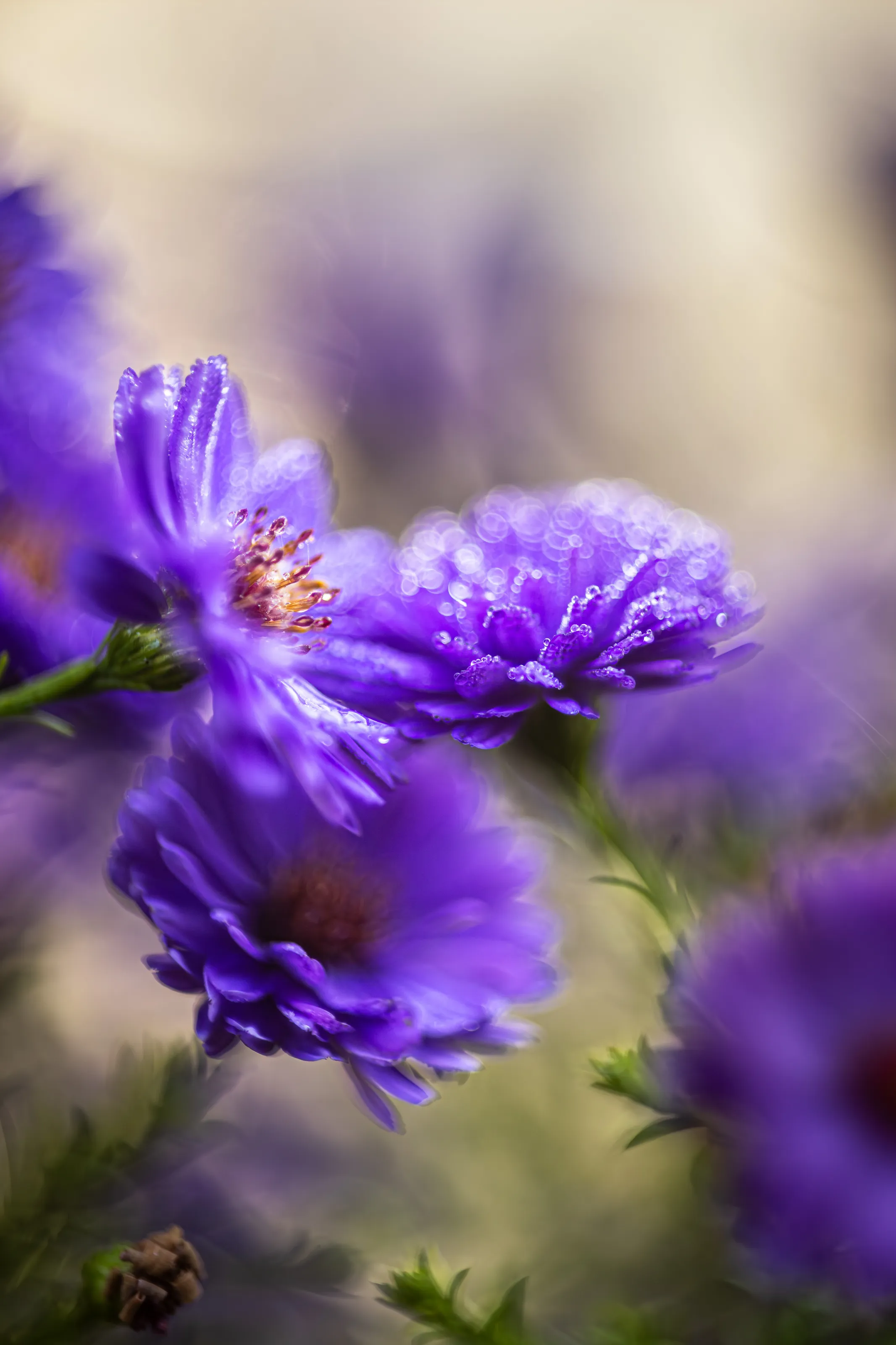 The Colour Purple