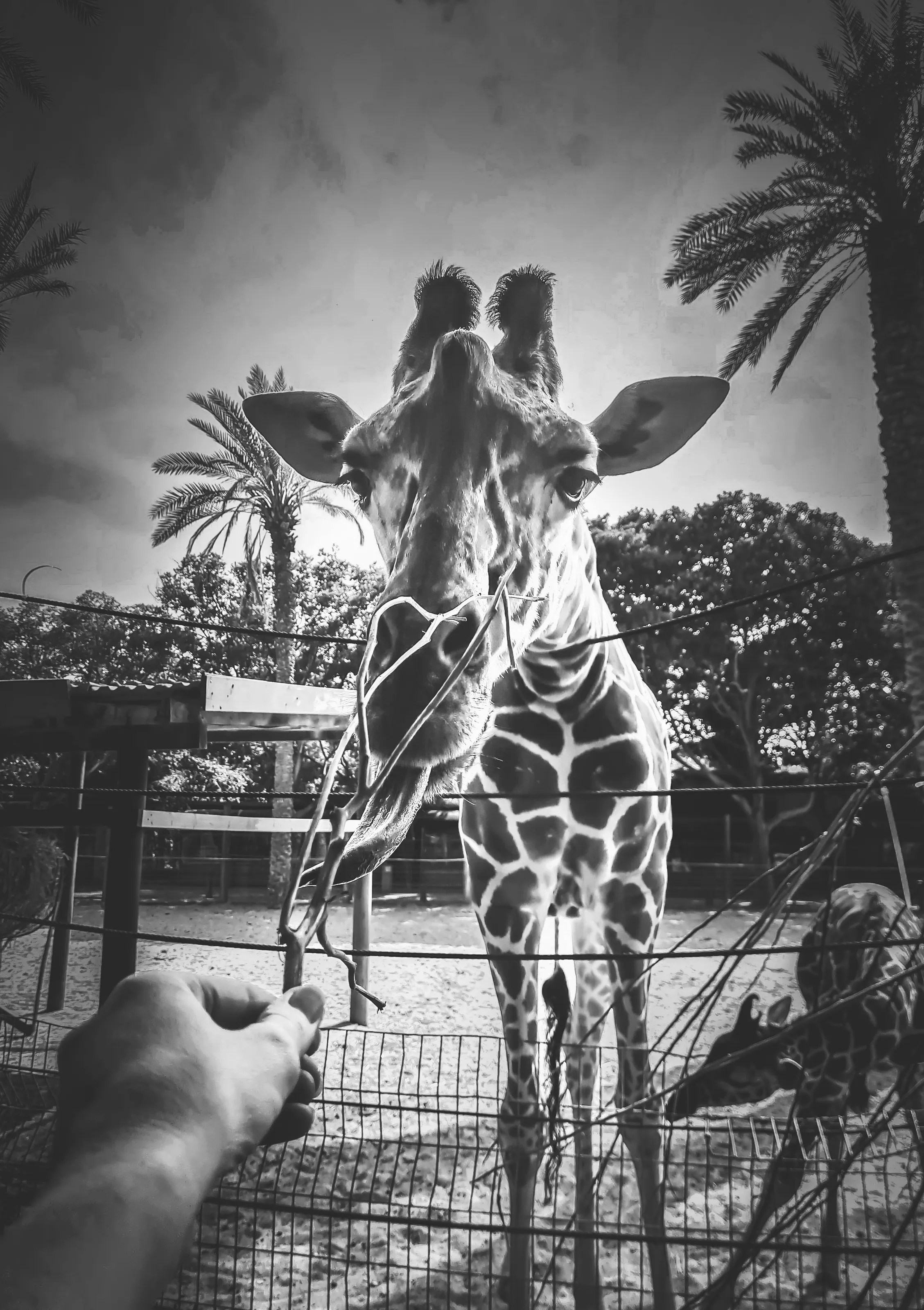 At the Zoo