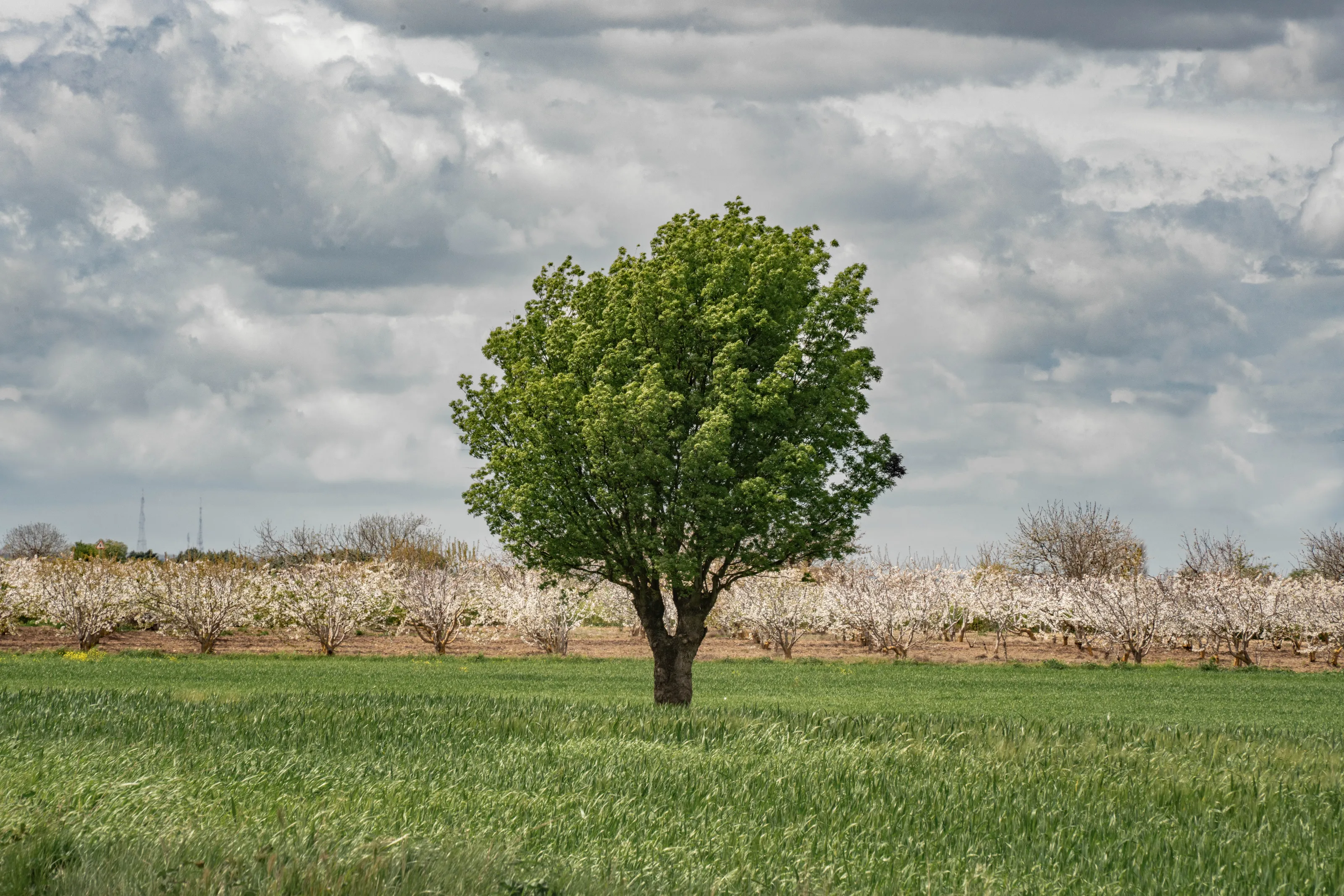 Only One Tree (in colour)
