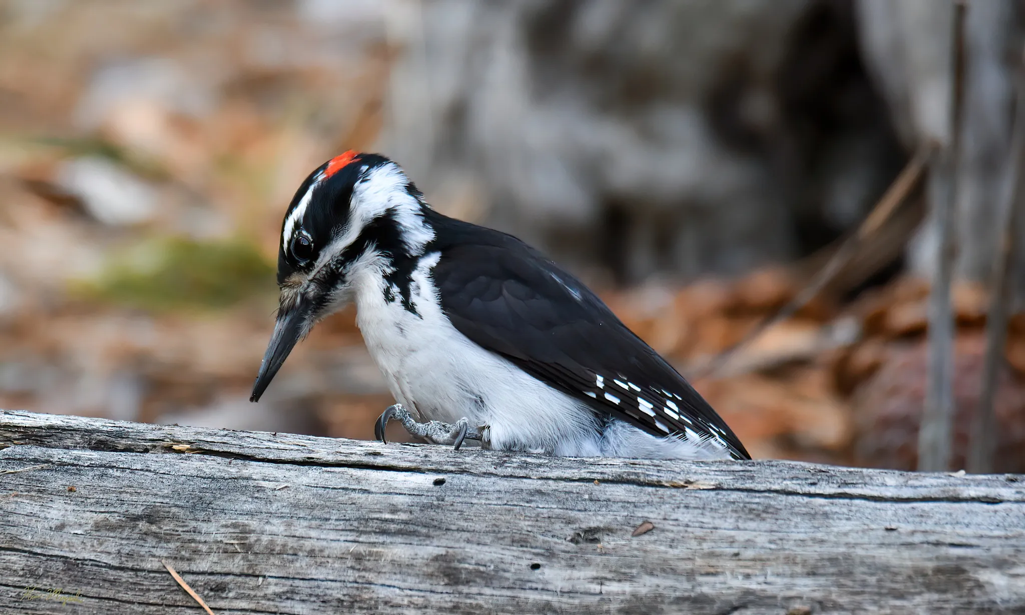 Woodpeckers