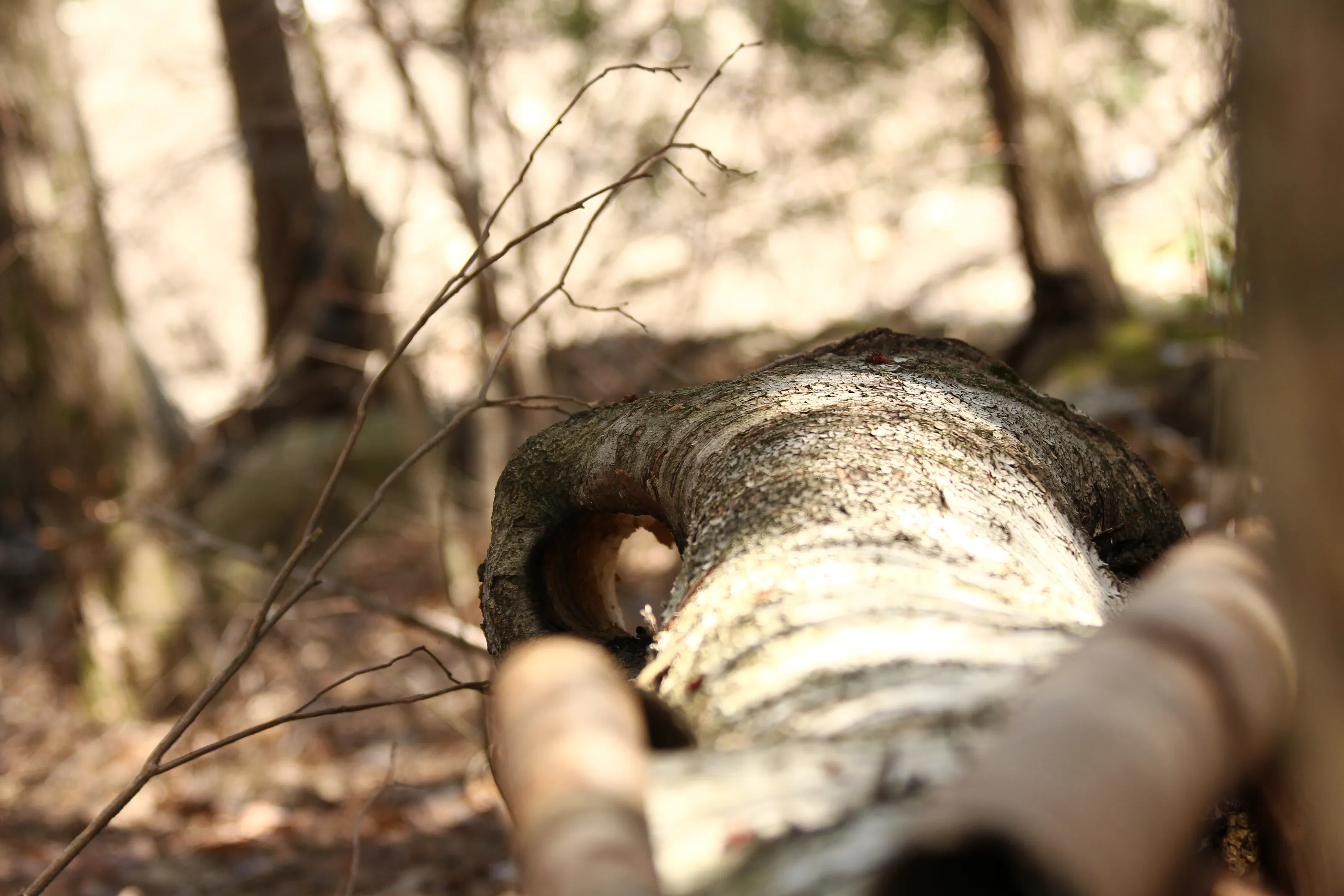 Wood and Trees