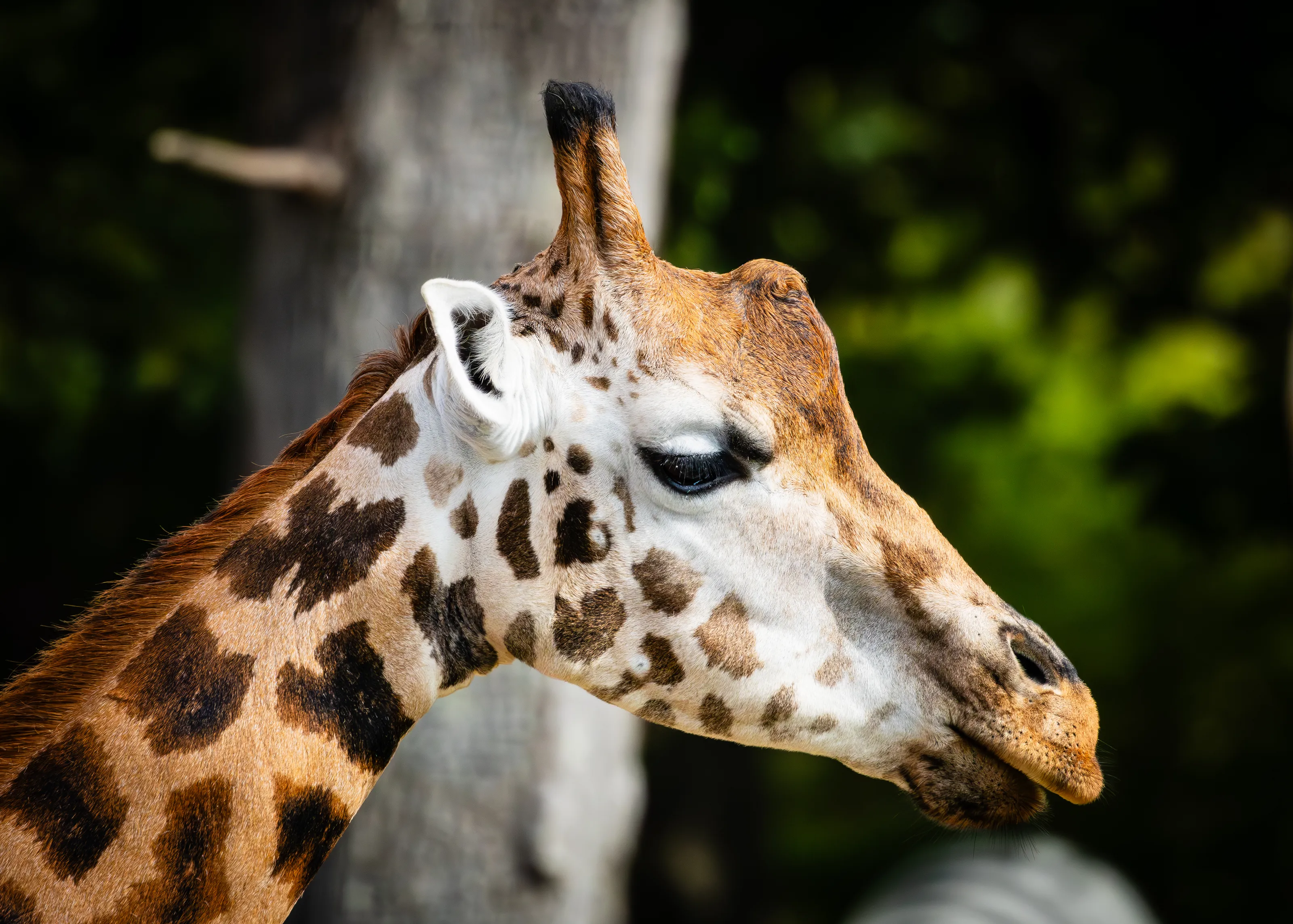 Everything Giraffes