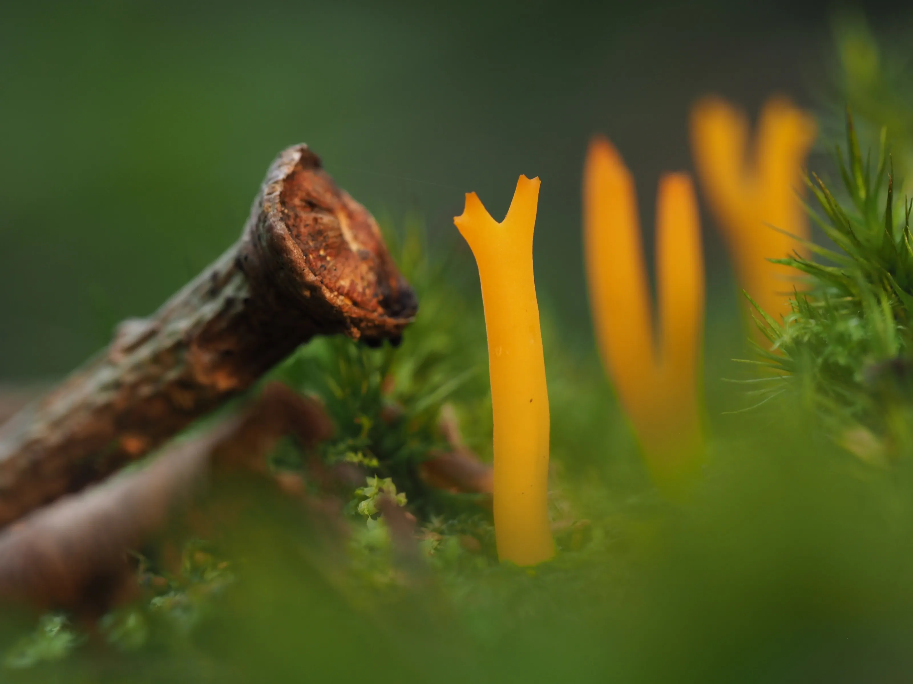 Fungi Without Gills (in colour)