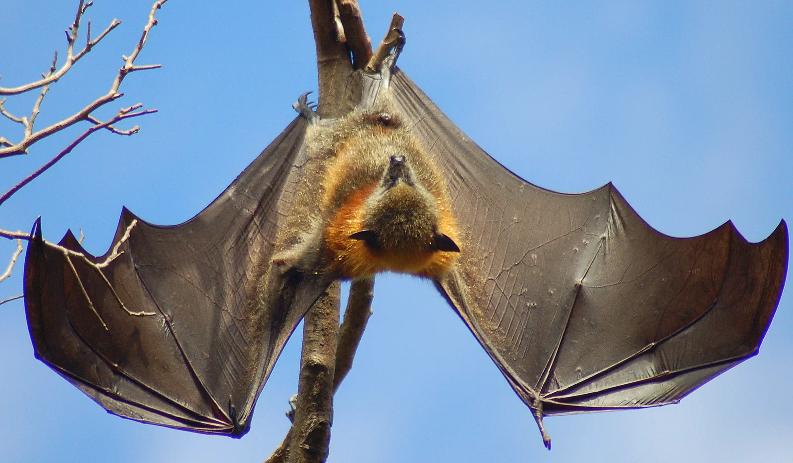 Living Bats