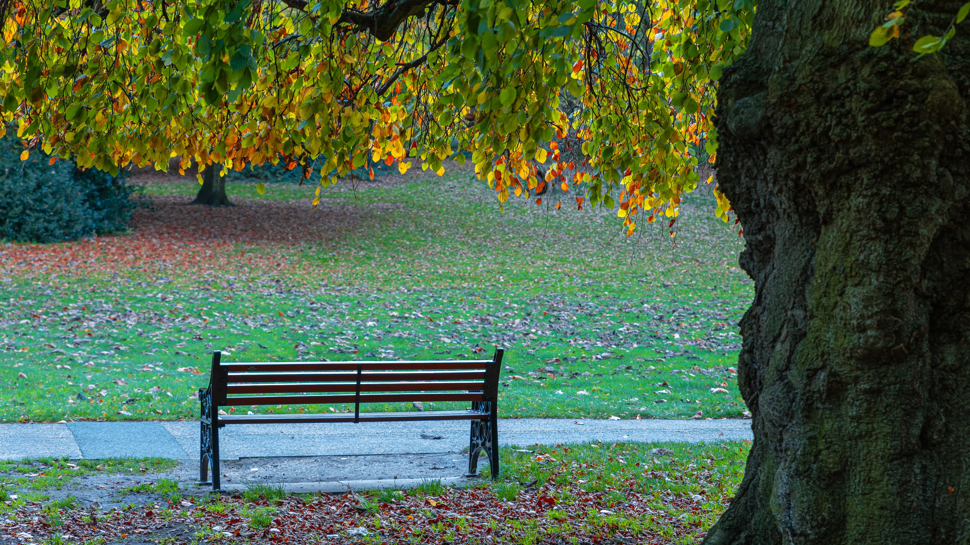 A Single Empty Bench