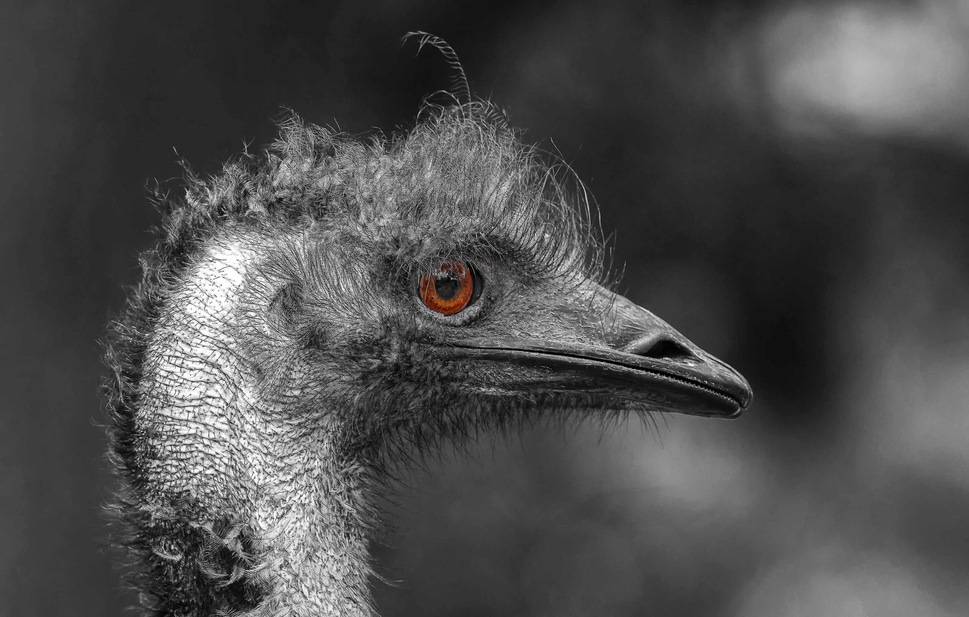 Emus, Ostriches and Rheas