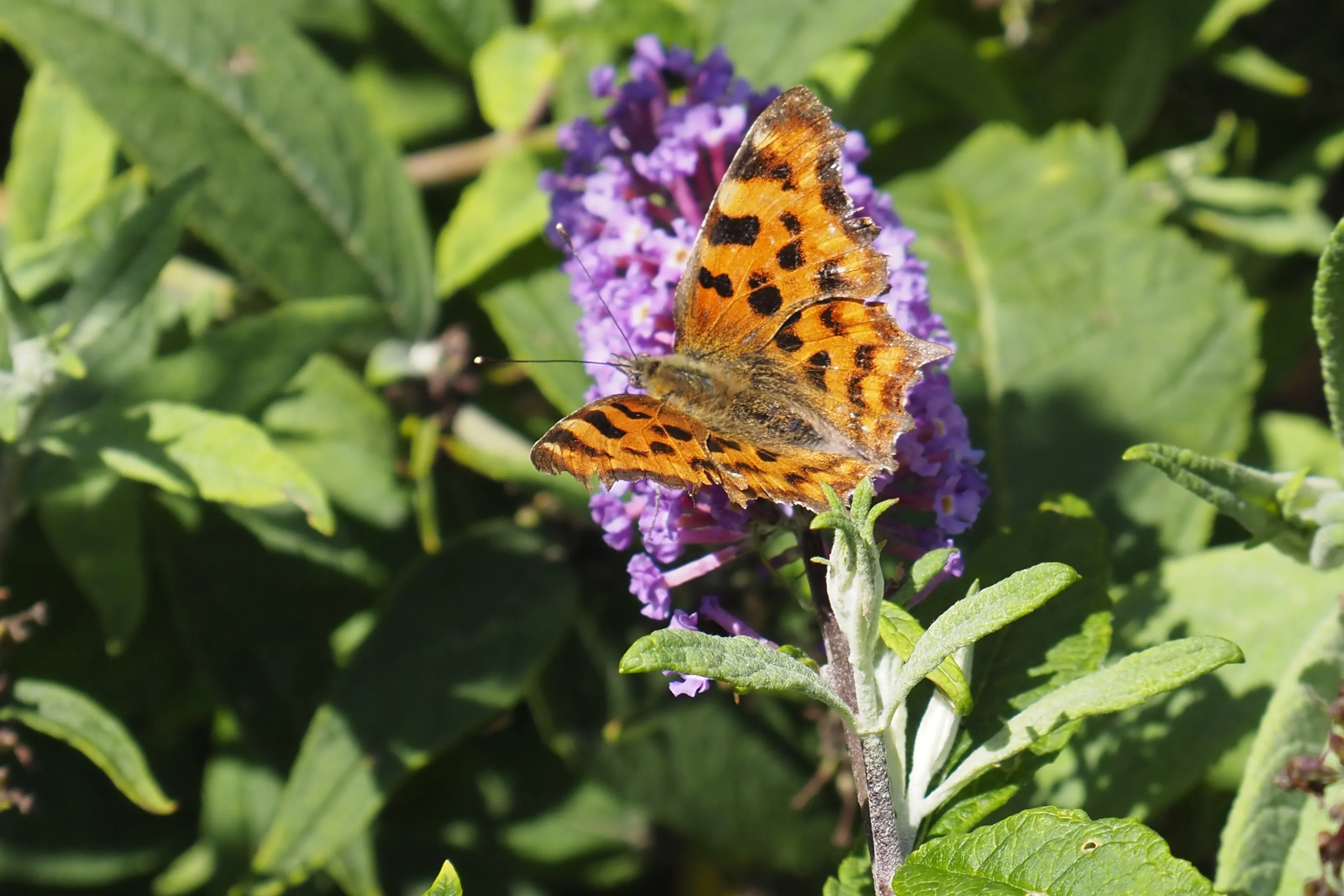 Butterflies, Moths and Caterpillars (in colour)