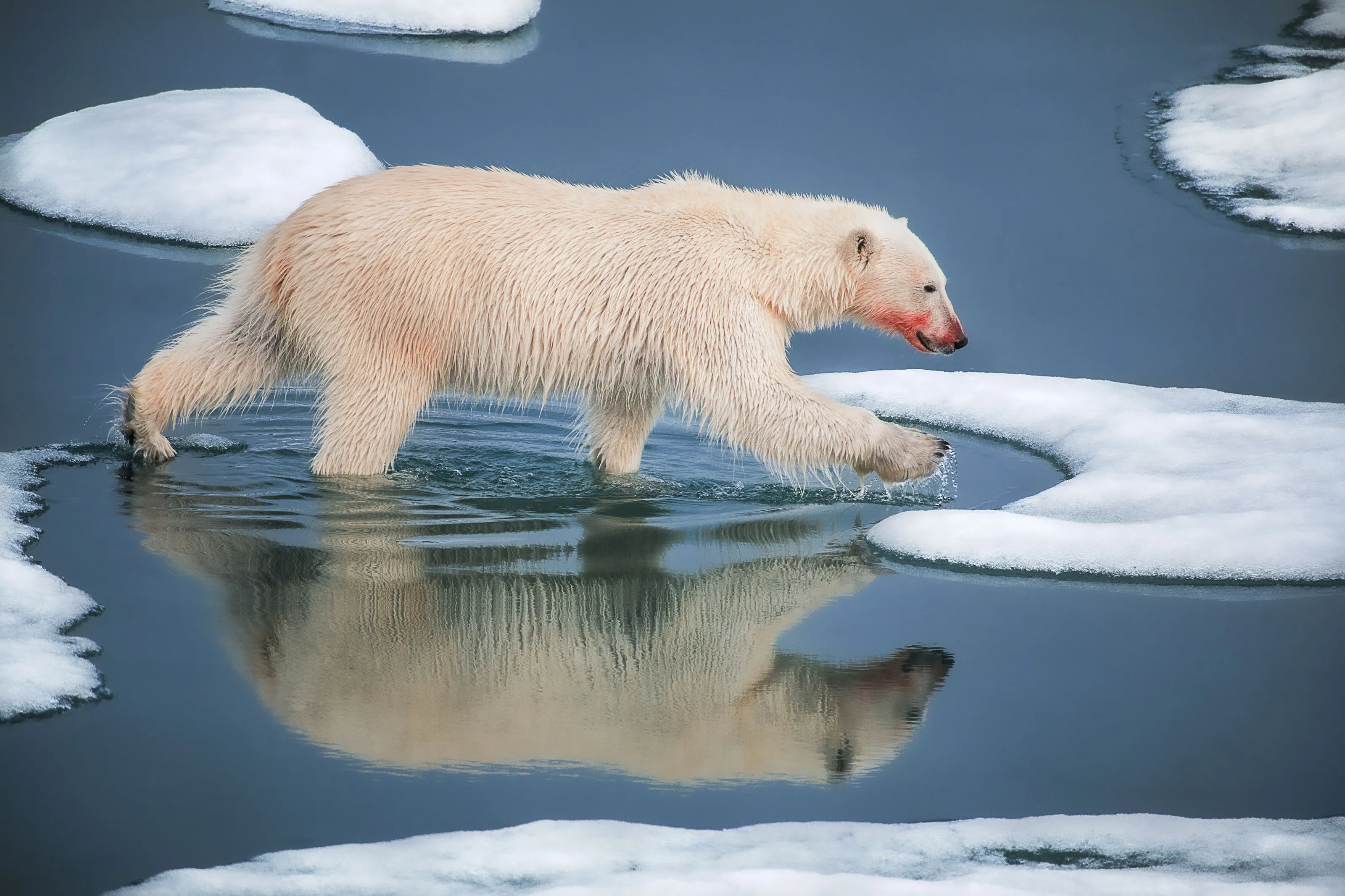Polar Animals in their Natural Environment