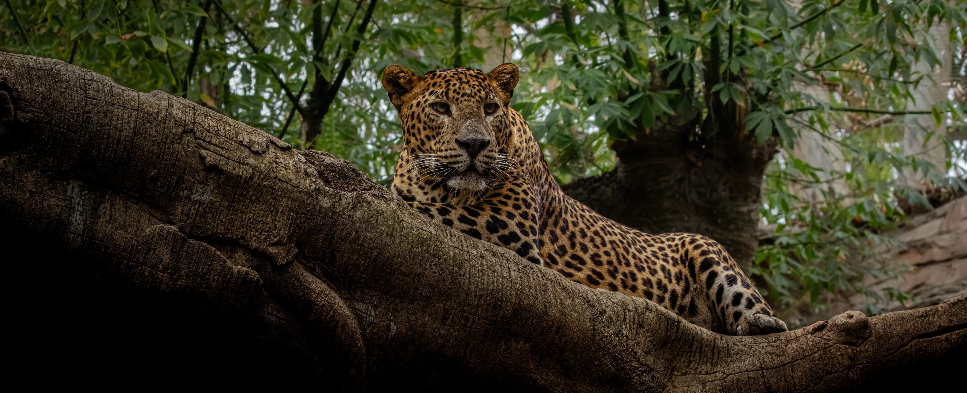 Leopards