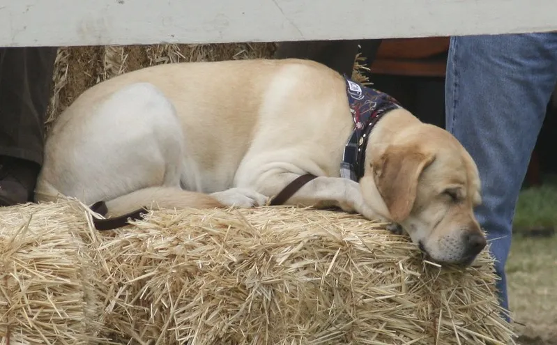 Dogs Sleeping in Unusual Positions or Places