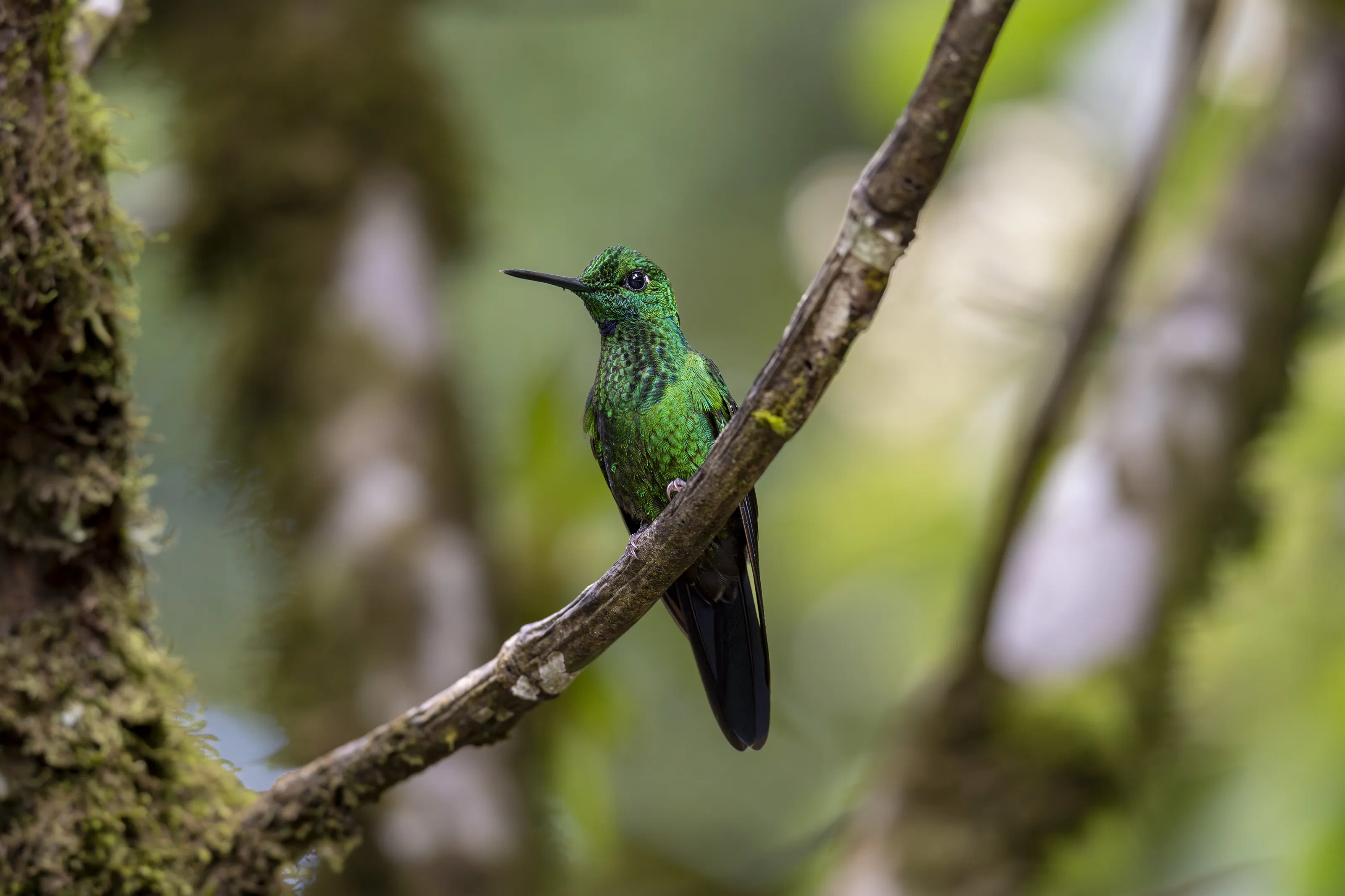 Hummingbirds