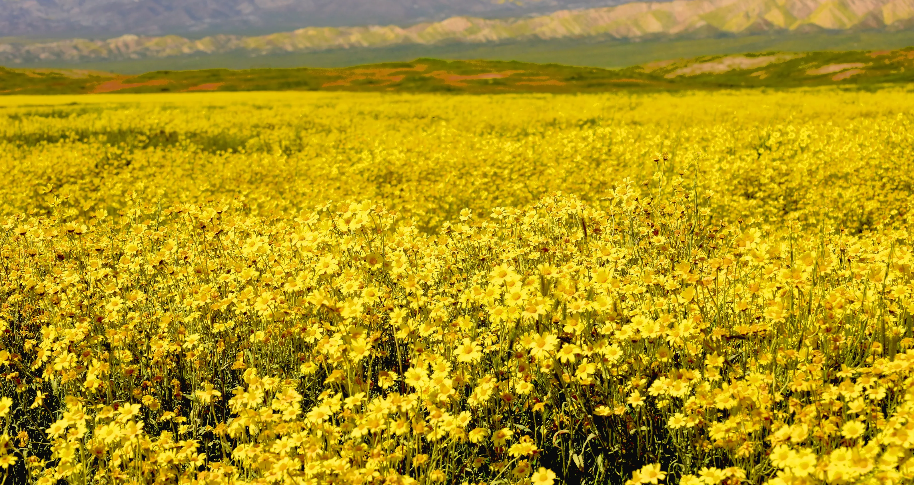 Yellow Flowers