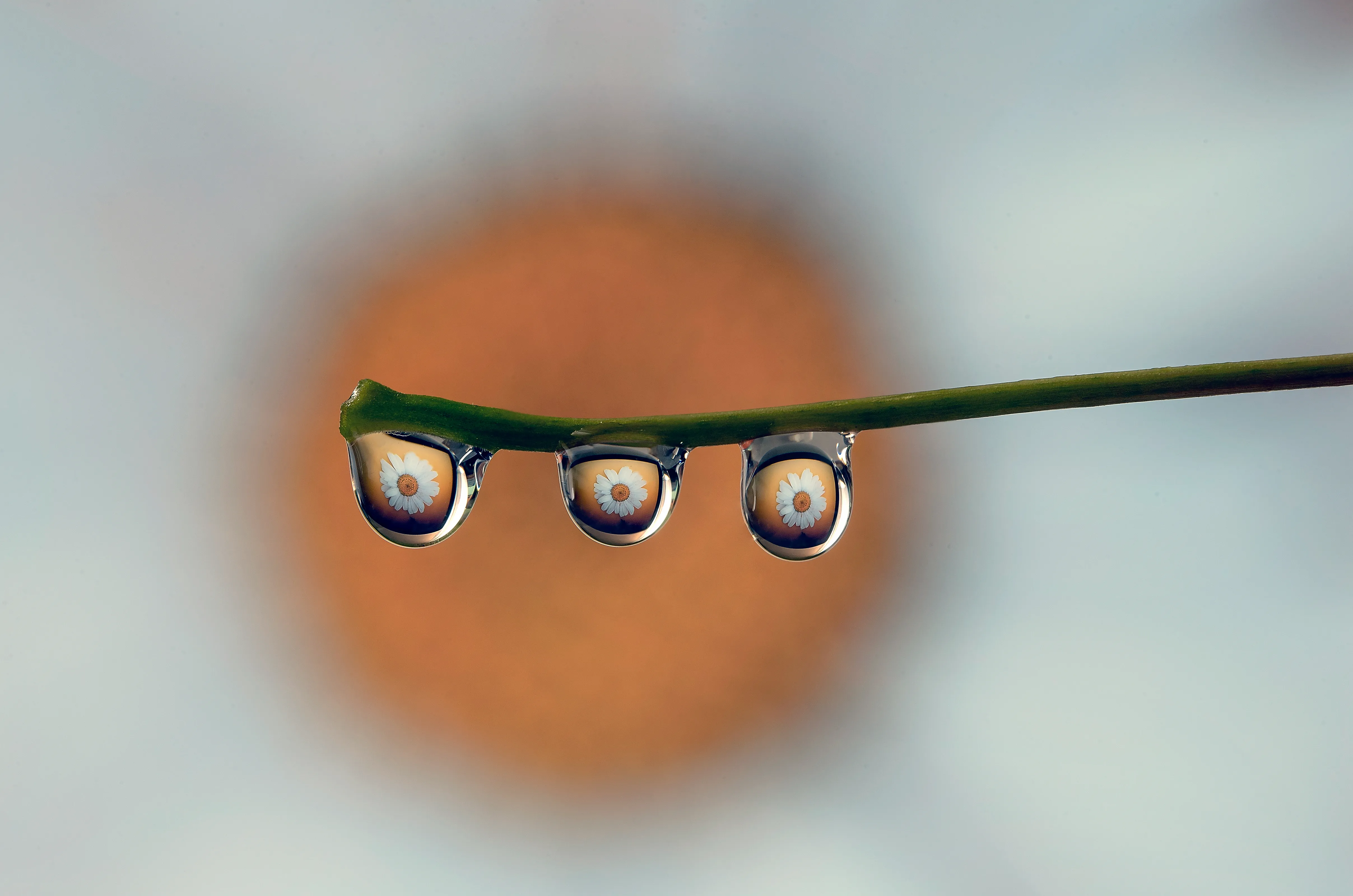 Reflection and Refraction in Water Droplets