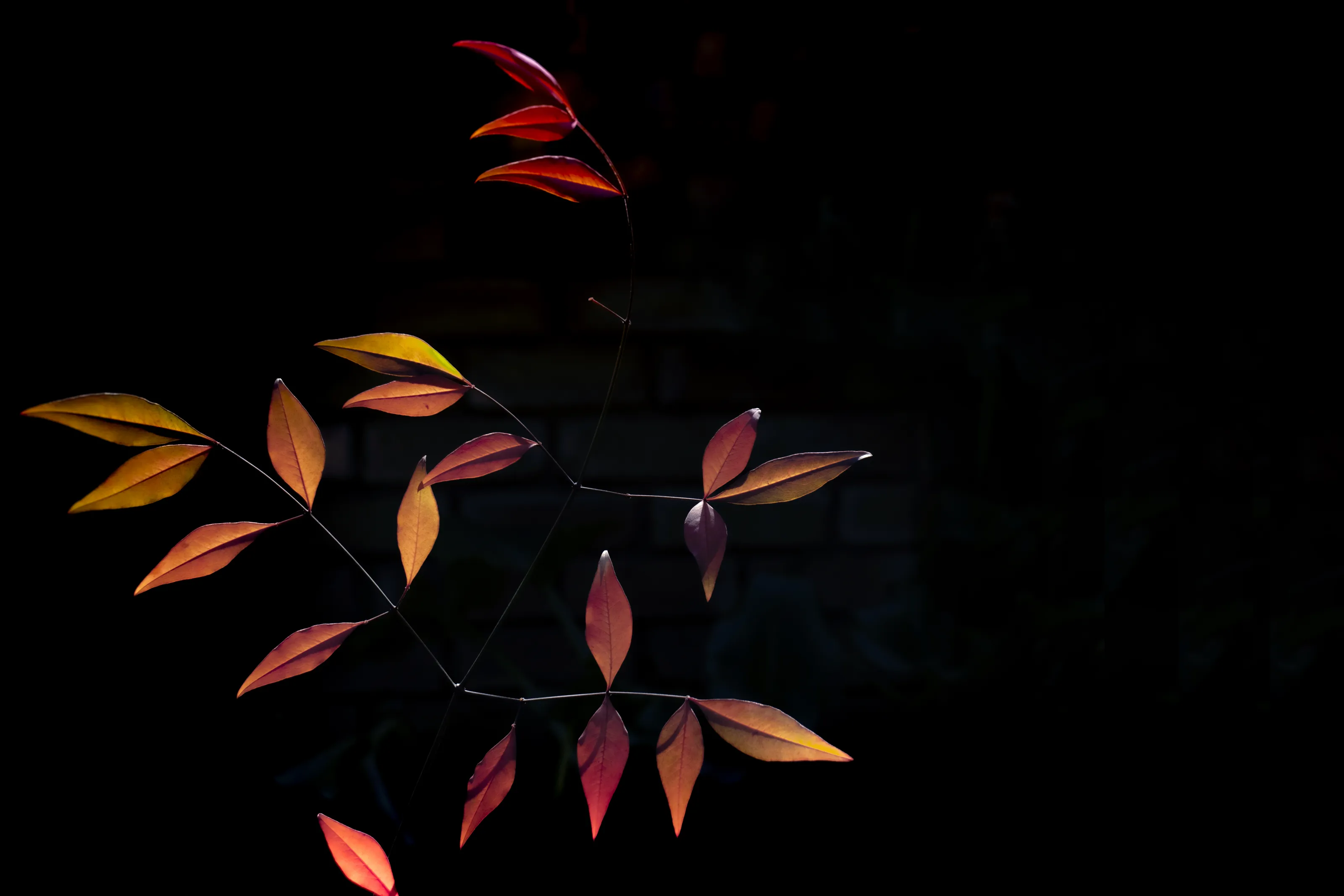 Minimal Colour or Colour Splash