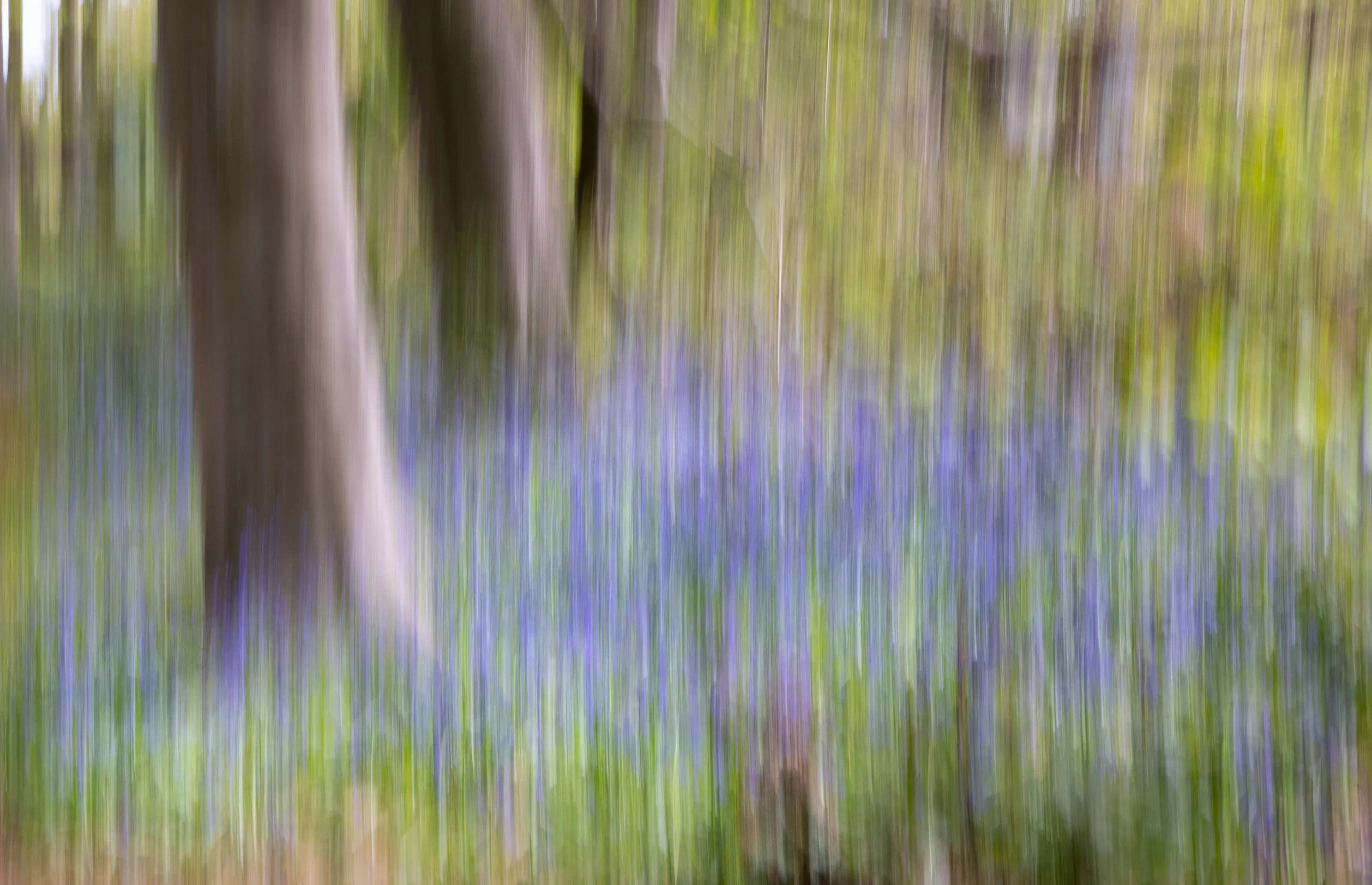 Intentional Camera Movement (in colour)