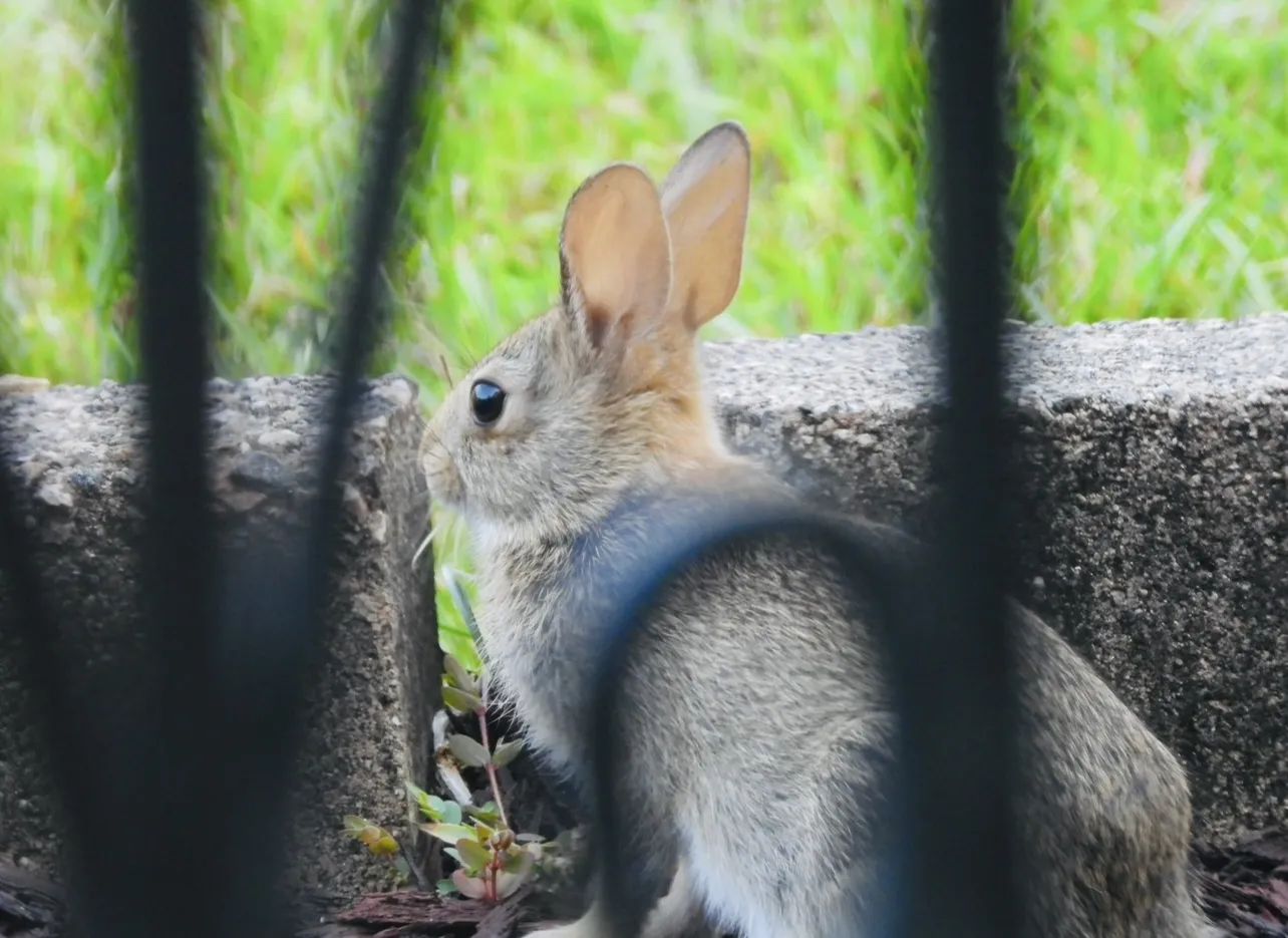 Baby Animals (in colour)