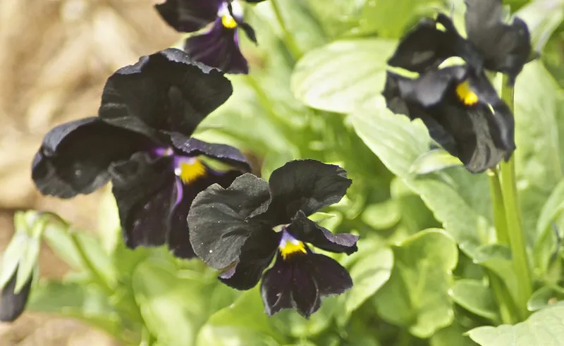 Black, Dark Blue or Dark Purple Plants (in colour)