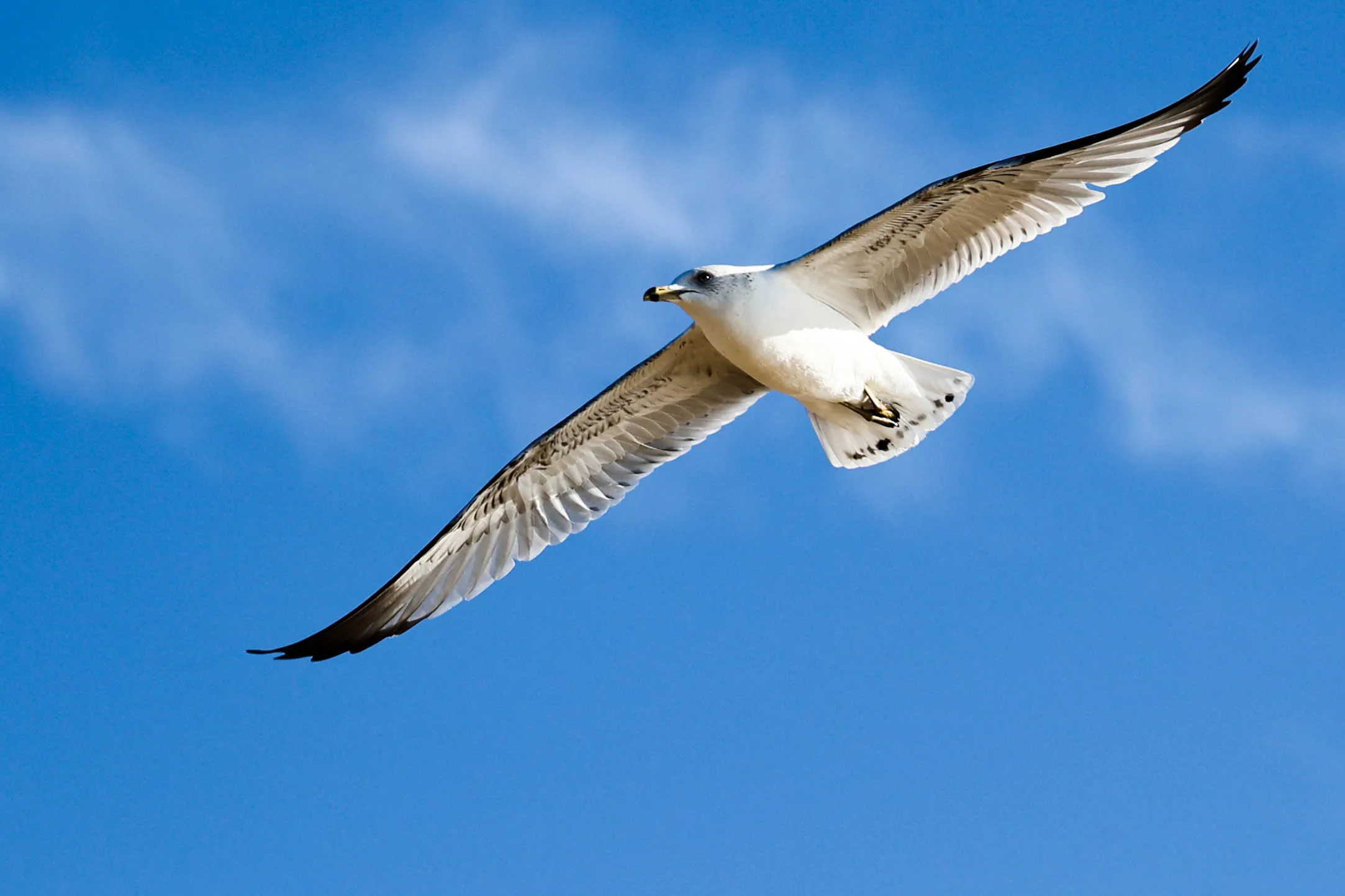 Birds Flying (in colour)