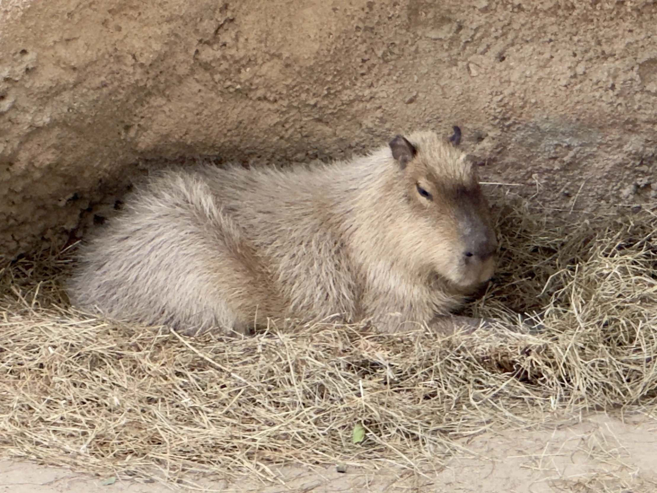 Animals Lying Down