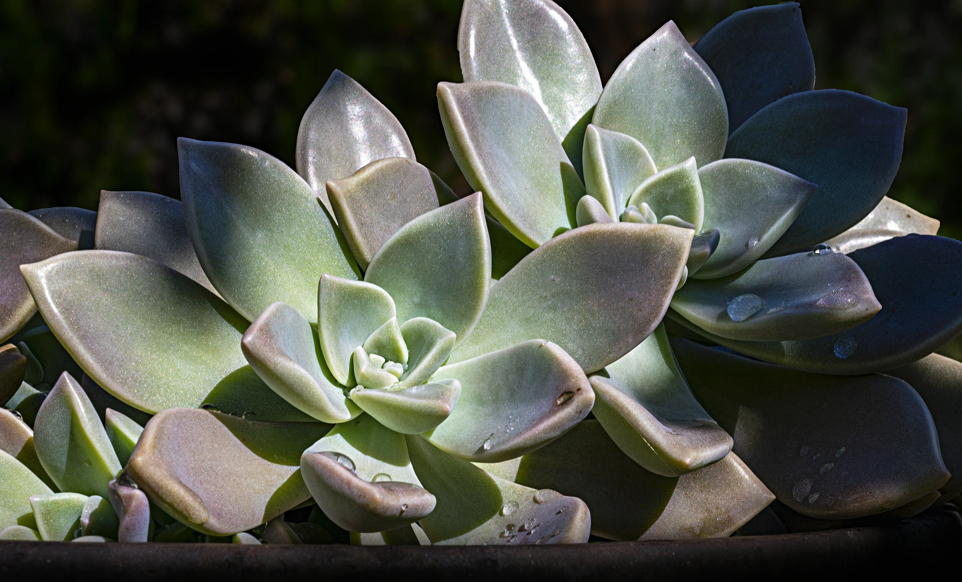 Succulents and Cacti (in colour)