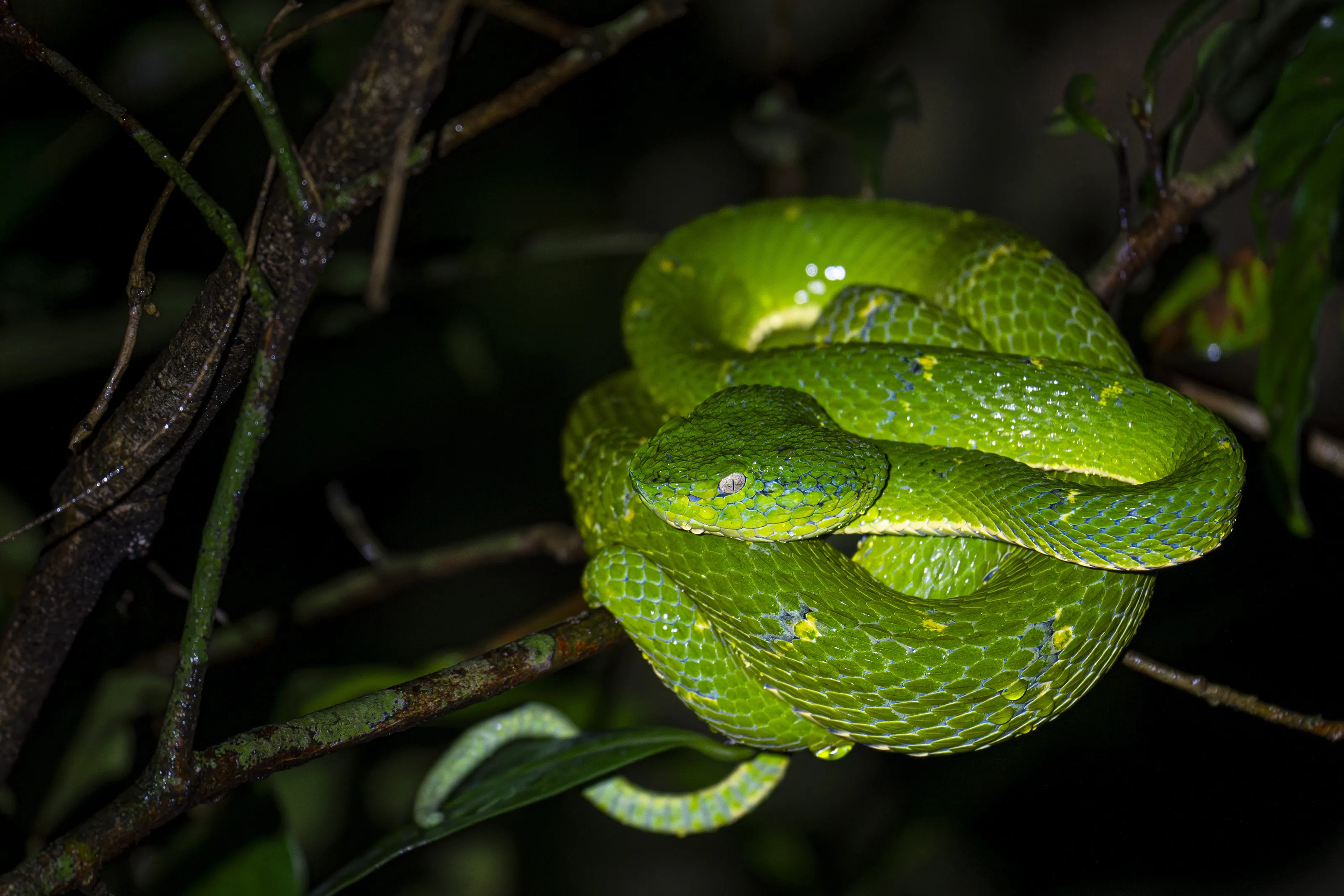 Snakes (in colour)