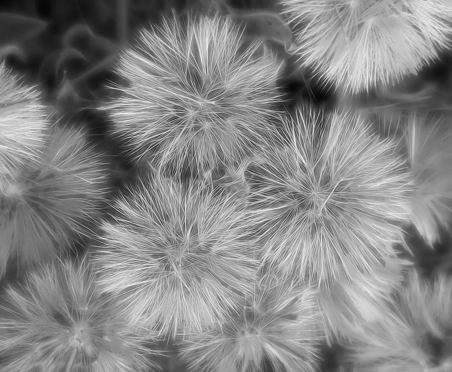 Nature in Black and White