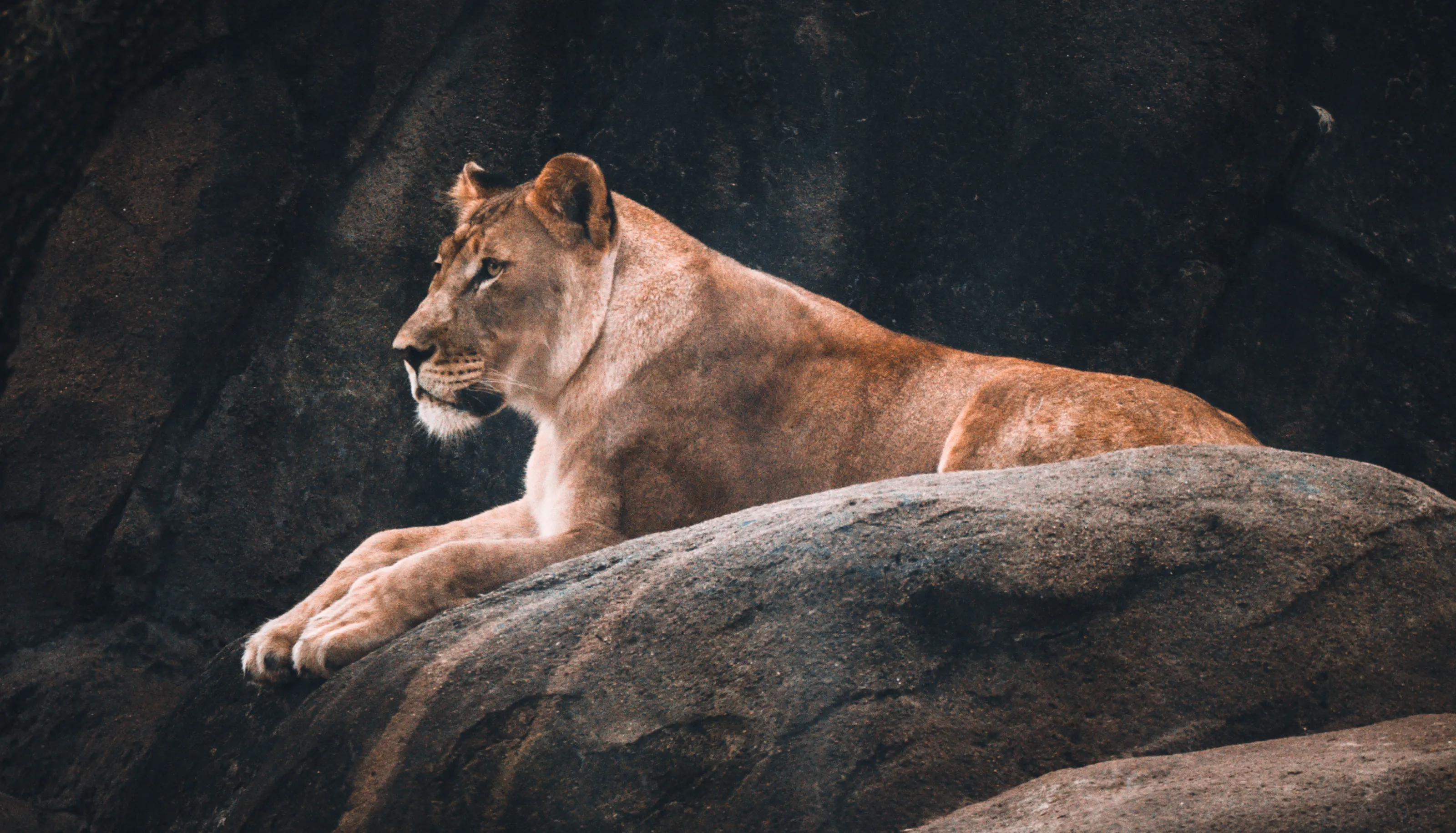 Animals Resting on Rocks