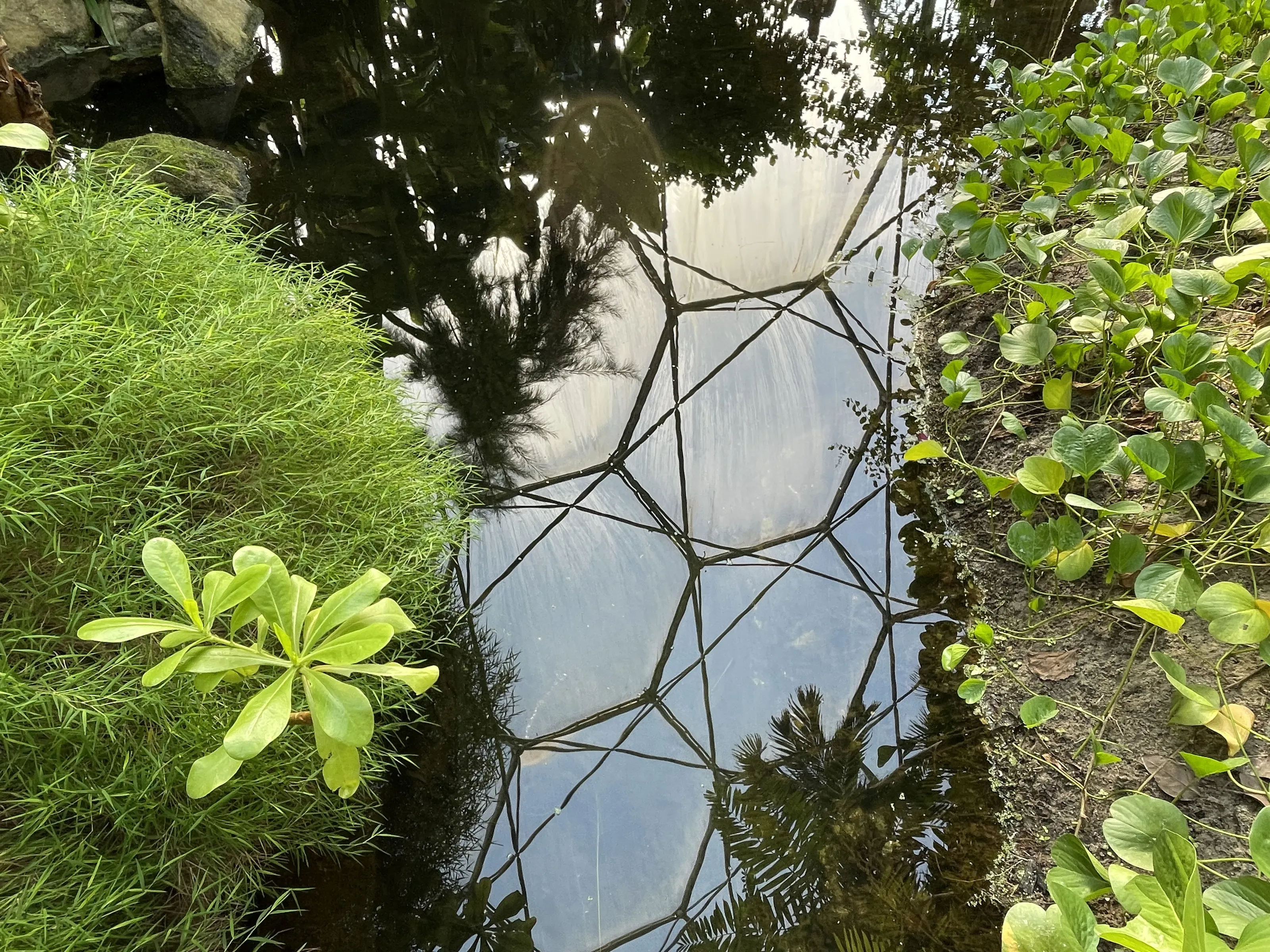 Reflections in Water