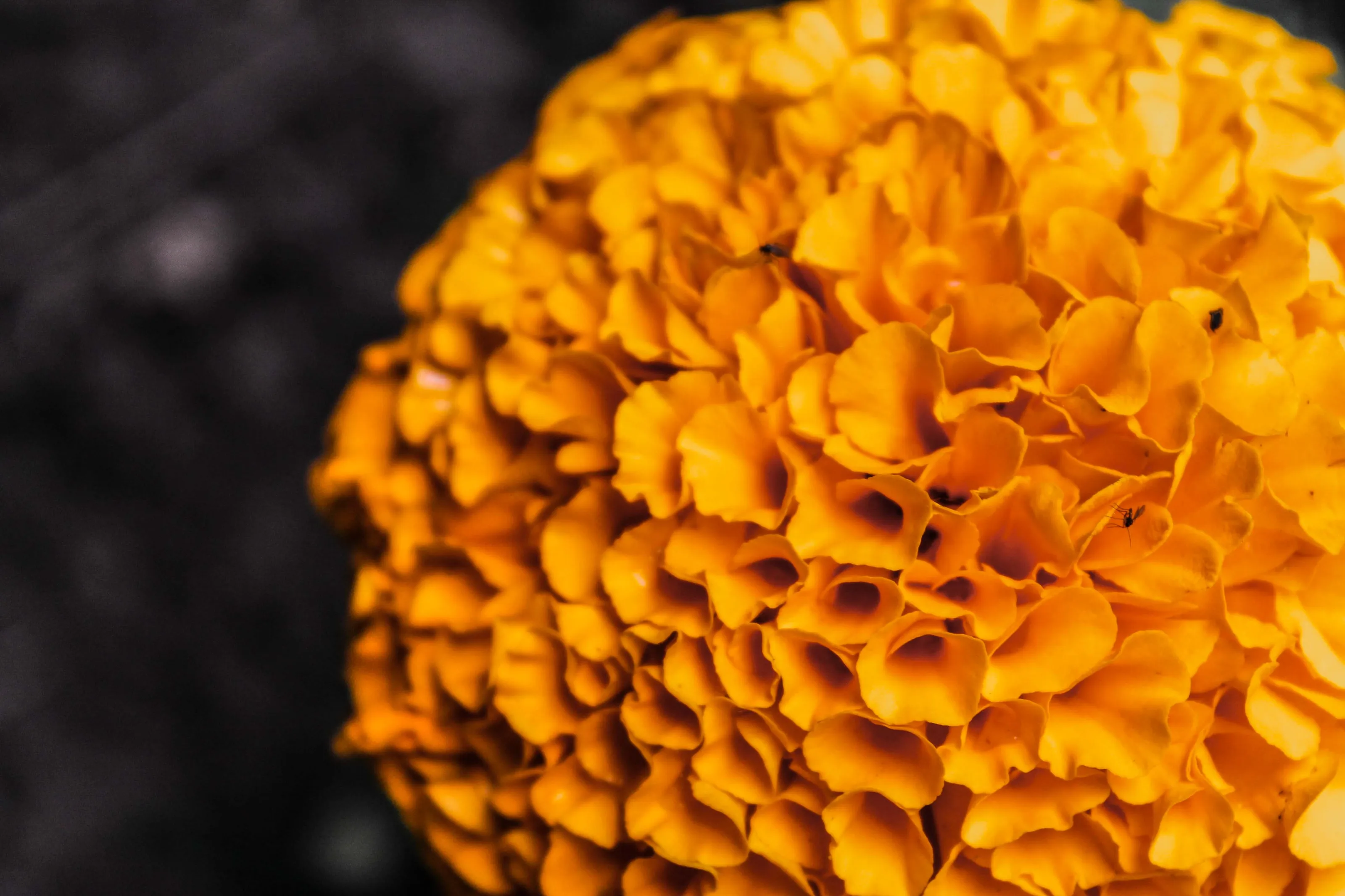 Orange-Coloured Flowers (in colour)
