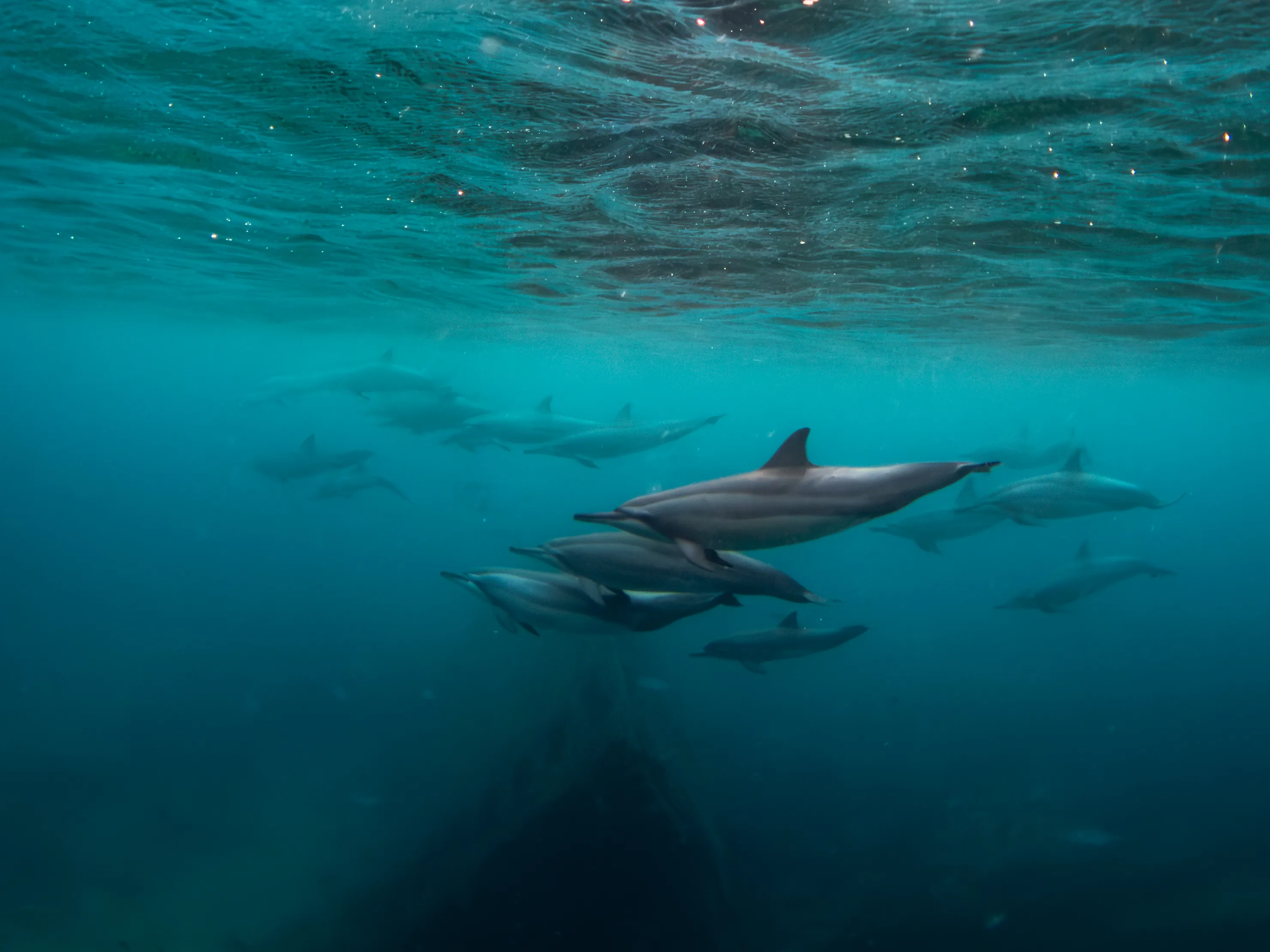Underwater Views