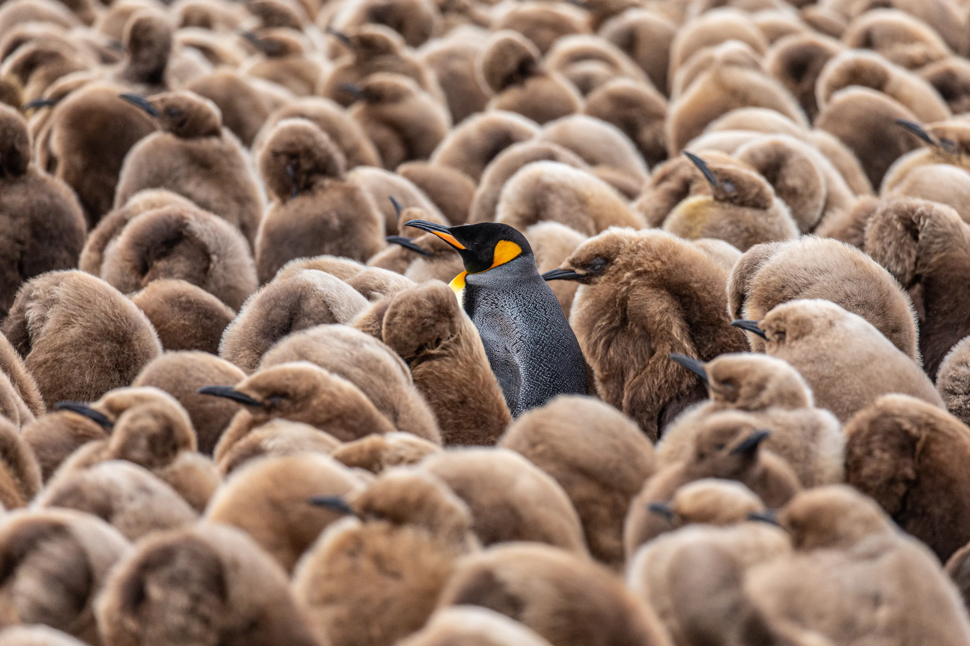 Wild Penguins