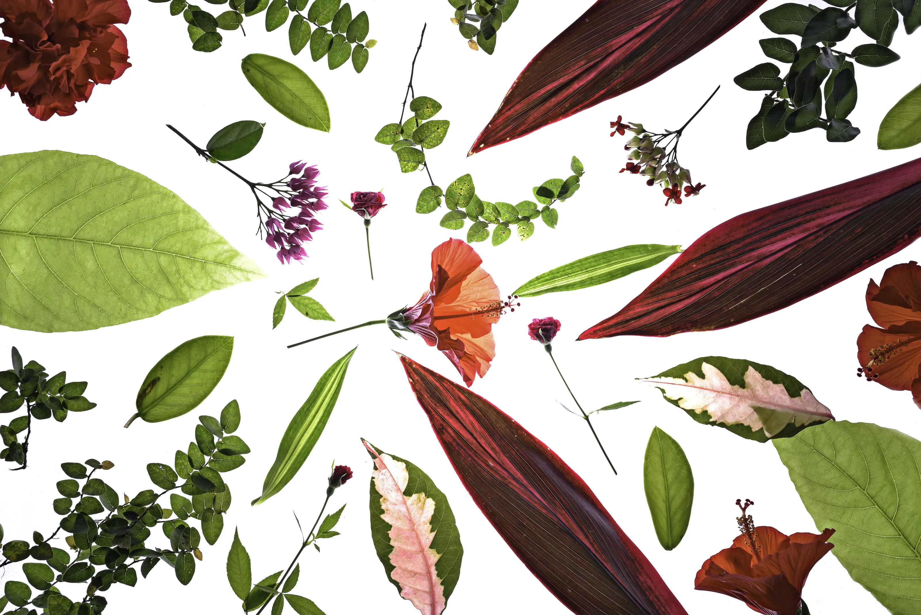 Flowers & Plants
