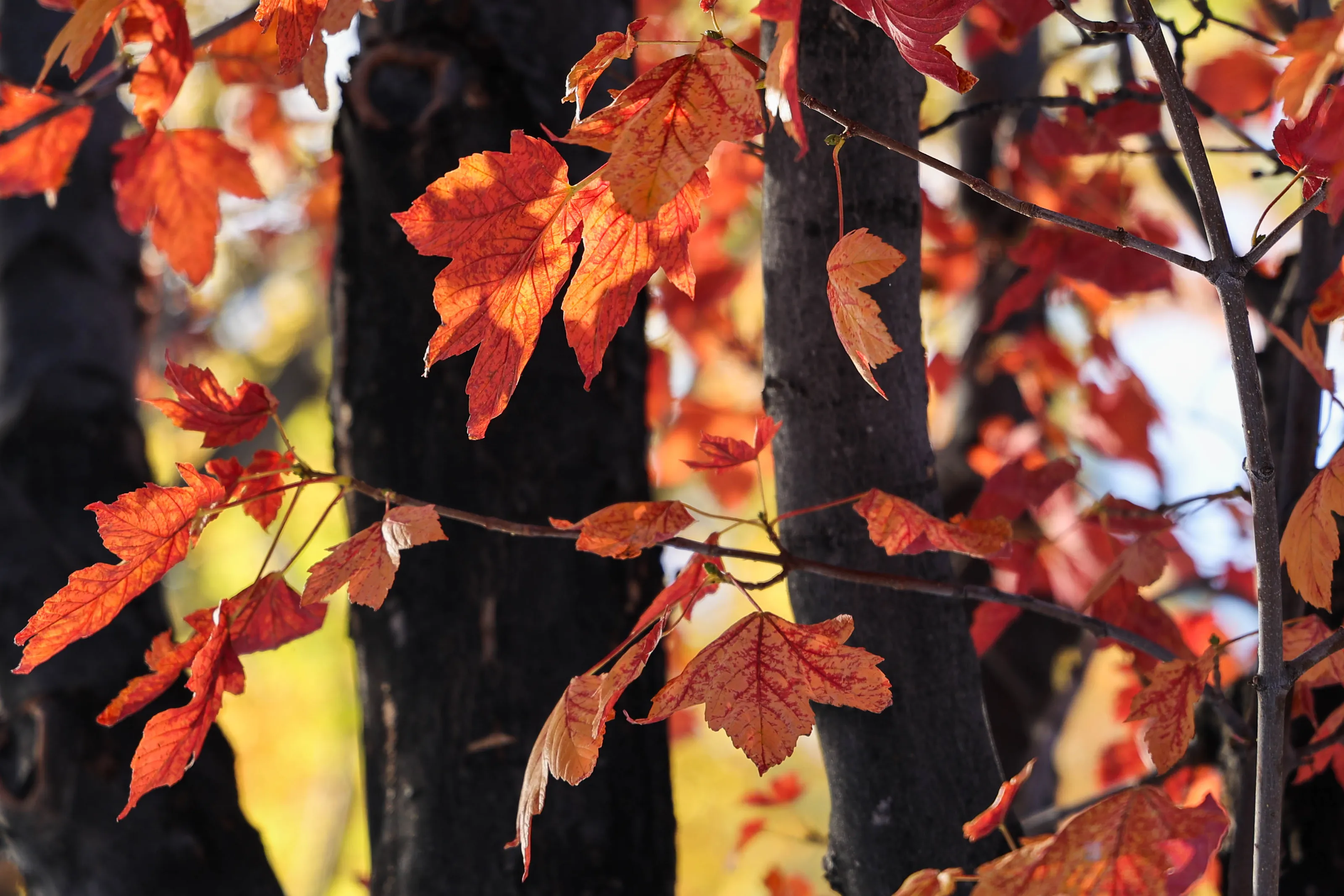 Maple Leaves (in colour)