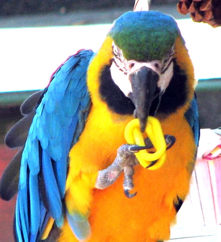 Animals Interacting With Their Toys