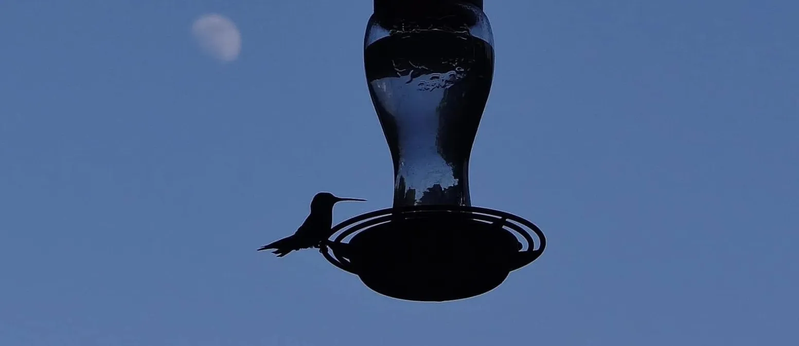 Animal Silhouettes