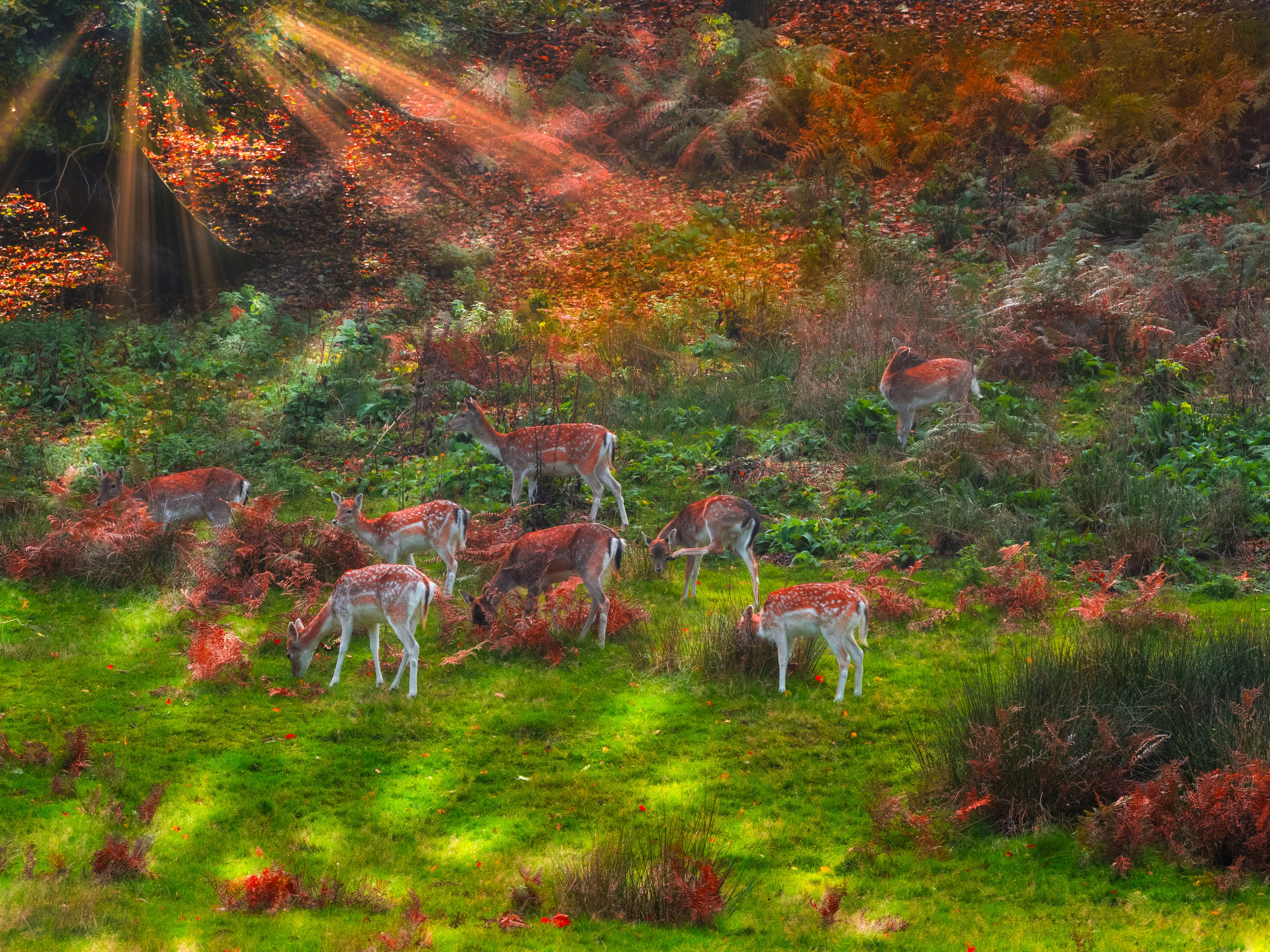 Deer in Autumn