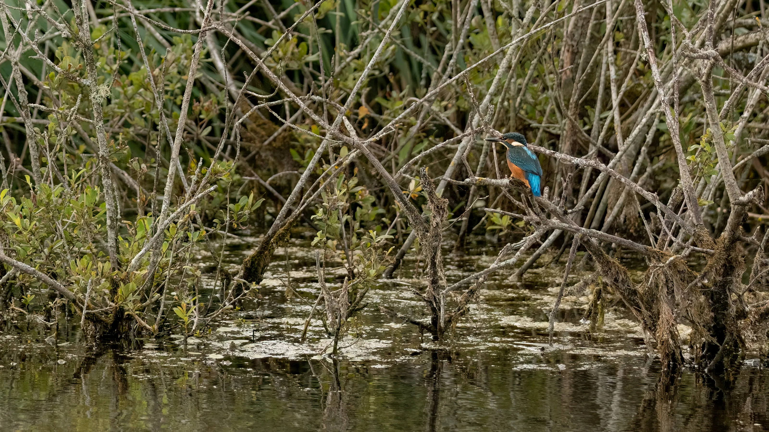 One Perched Kingfisher