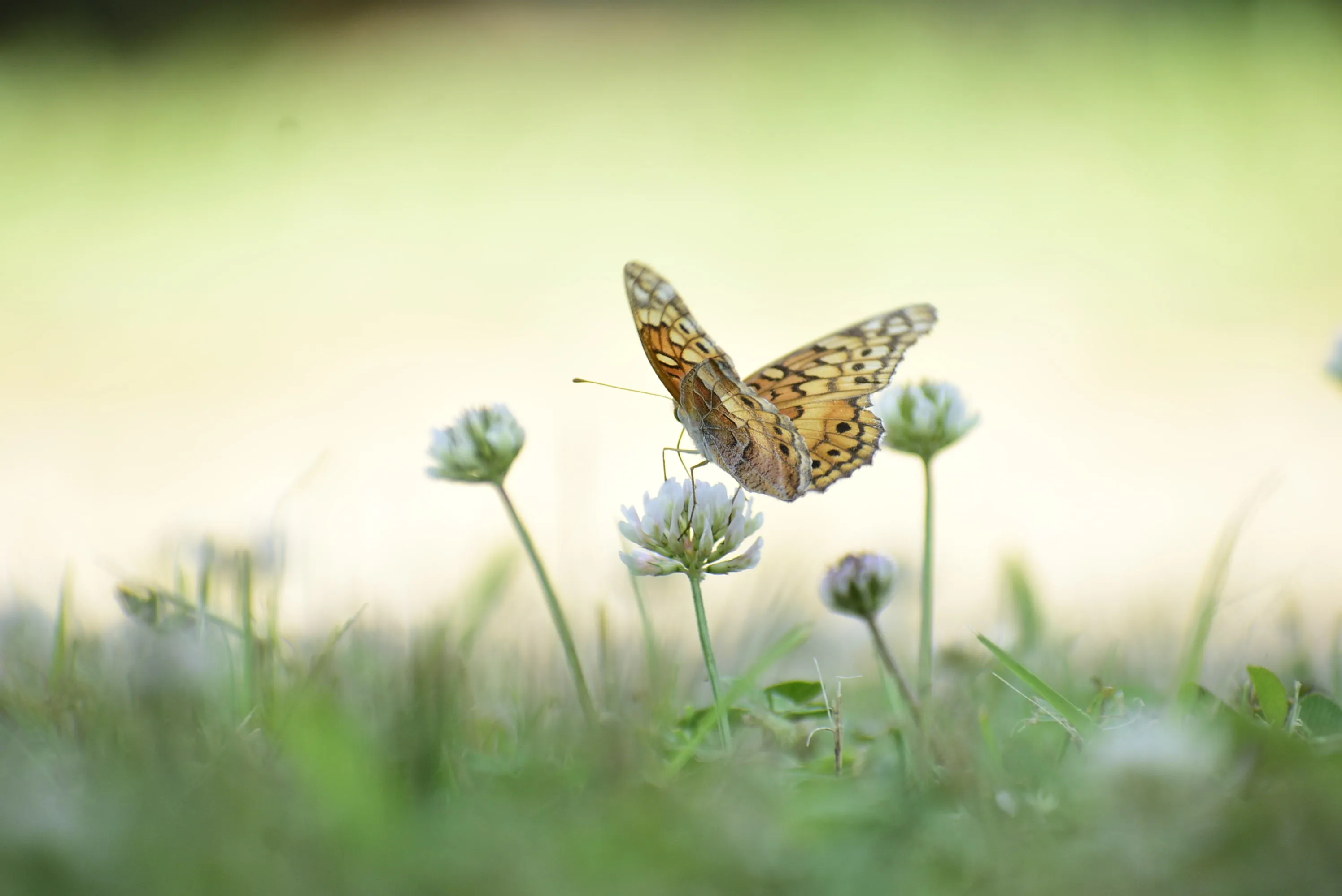 Butterflies