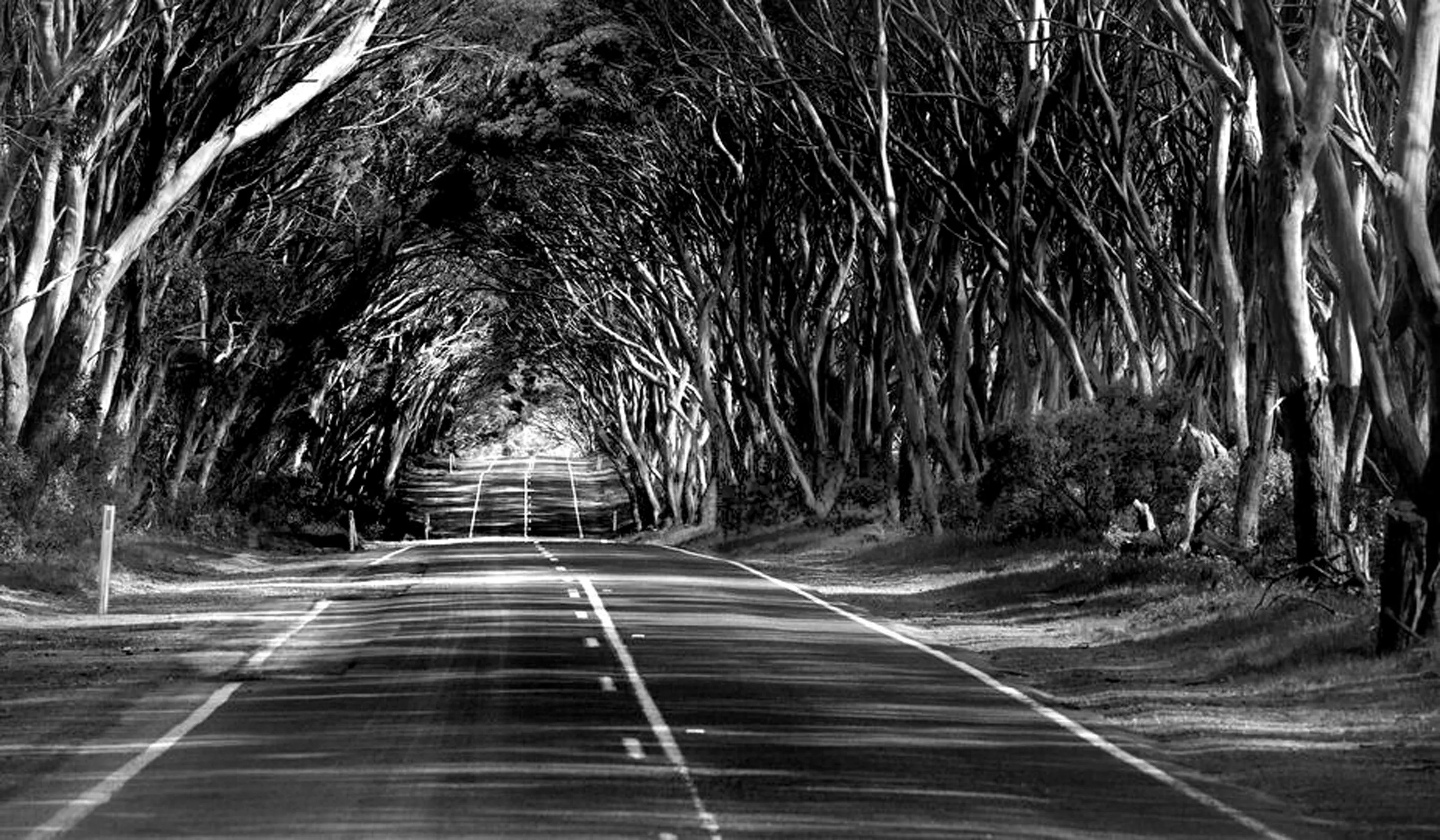 Tree Tunnels