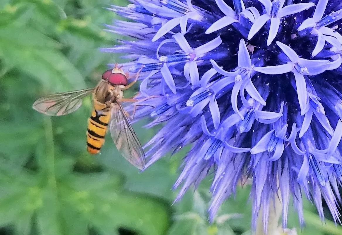 One Entire Insect (in colour)