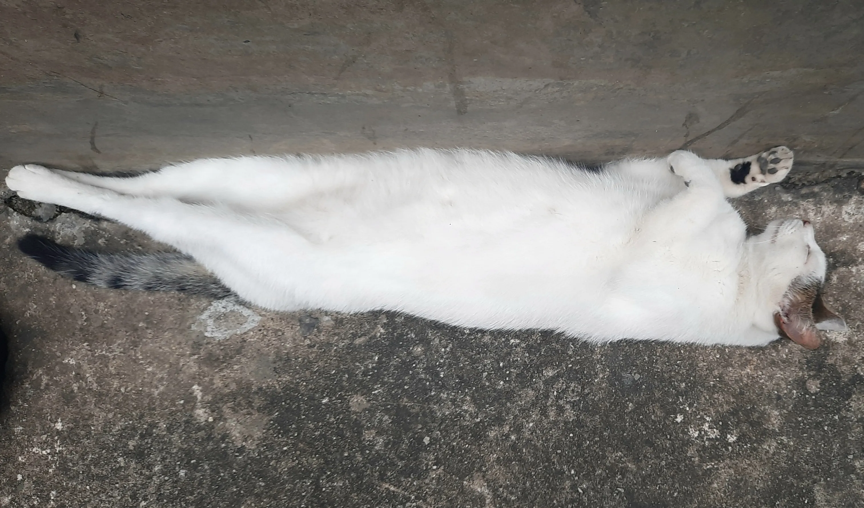 Pet Cats Sleeping in Unusual Positions or Places