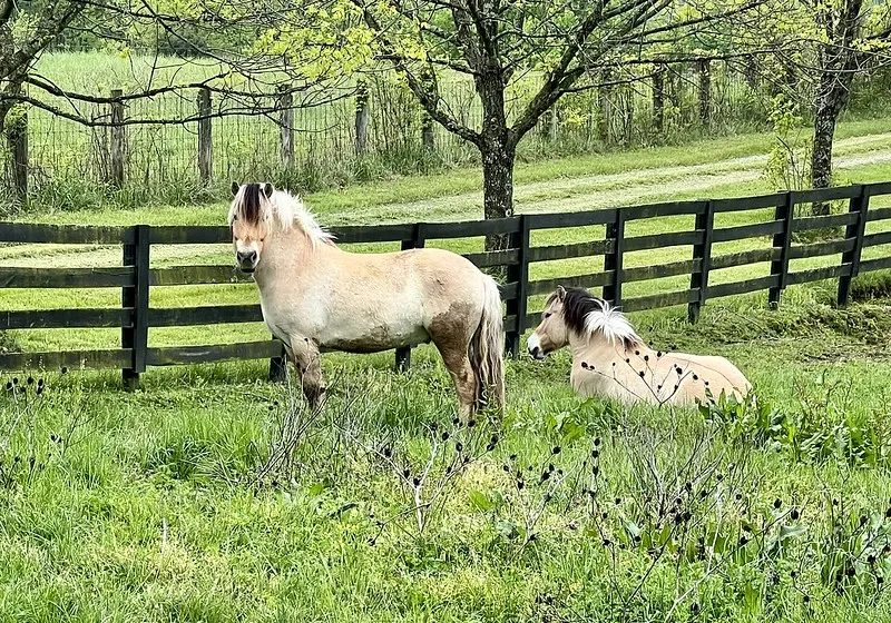 Equine Animals Without People