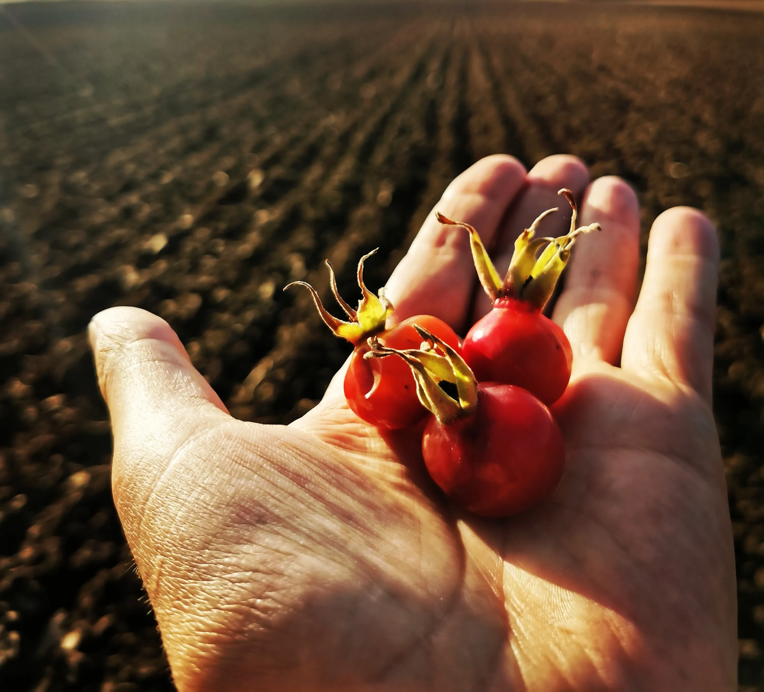 An Object in the Palm of the Hand