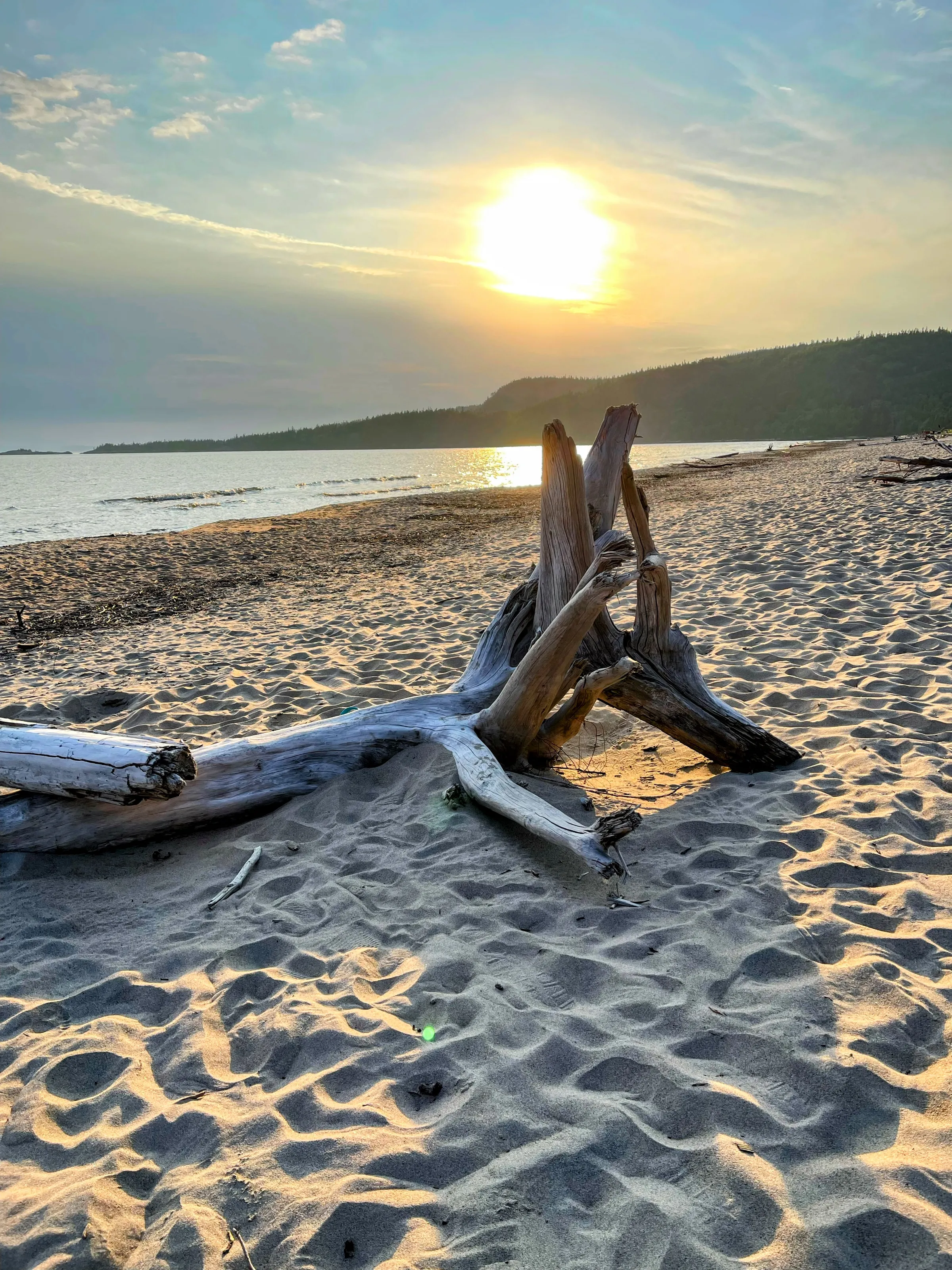 Driftwood