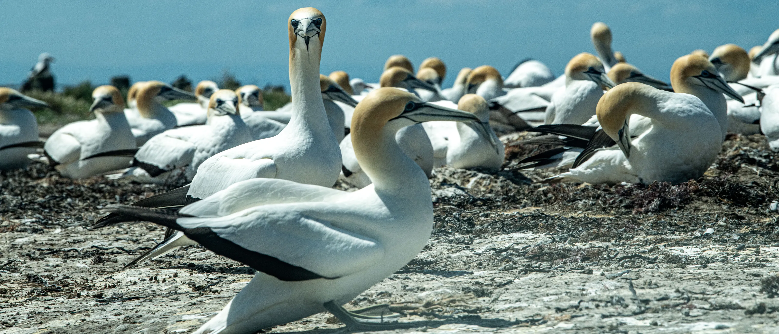 Gannets