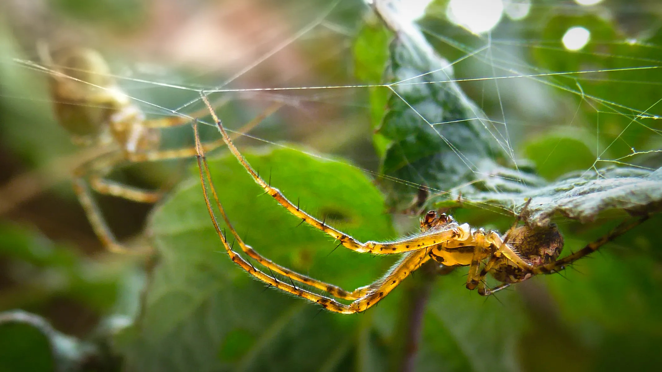 Spiders